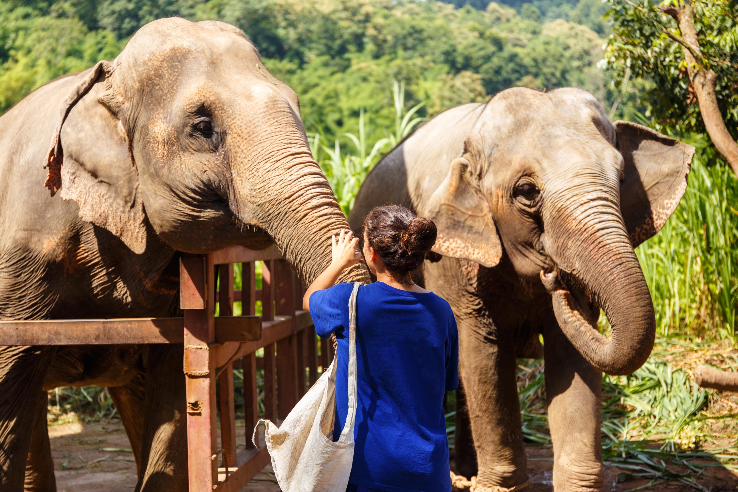 Thaïlande: une touriste espagnole de 22 ans meurt en donnant un bain à un éléphant