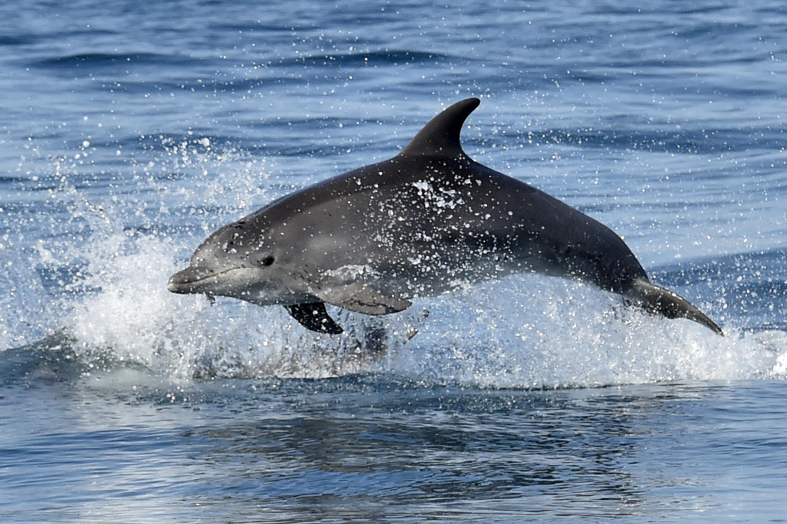 Pour préserver les dauphins, le golfe de Gascogne de nouveau fermé à la pêche, suscitant la grogne des professionnels