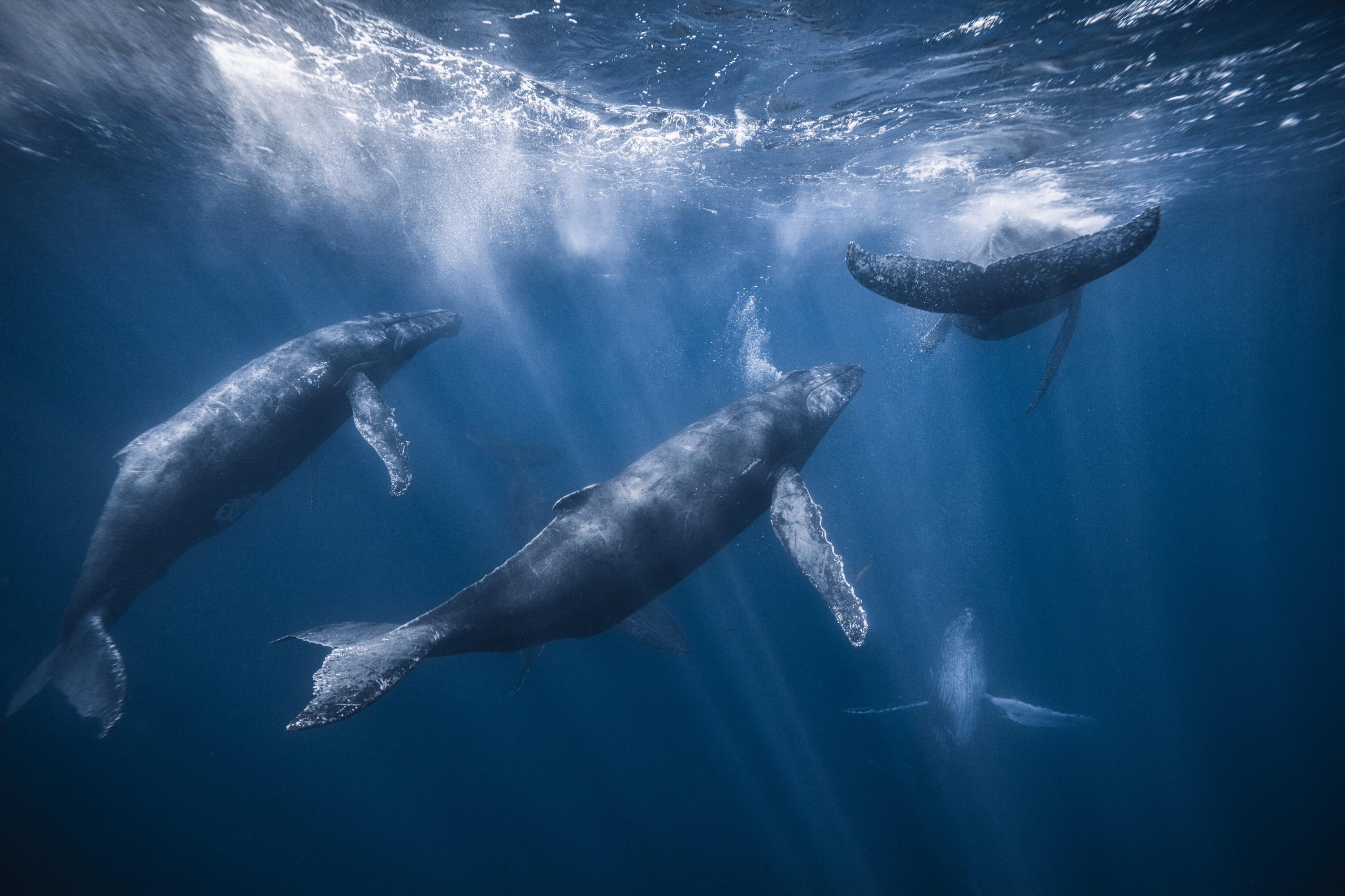 Les étonnantes similitudes entre le chant des baleines et le langage humain