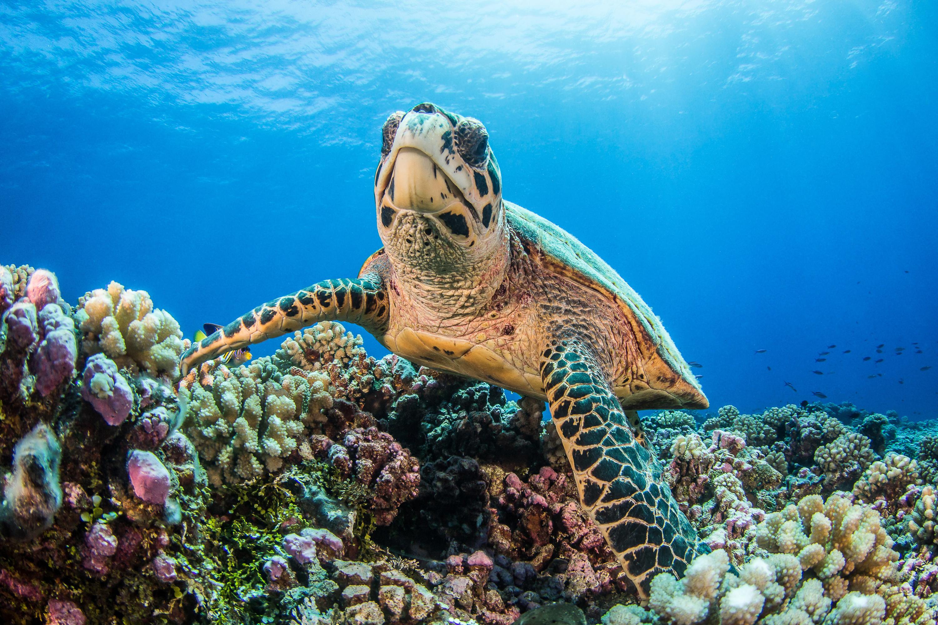 Trajet, mode de vie, comportement... Que se passe-t-il lors des premières années de vie des tortues marines ?