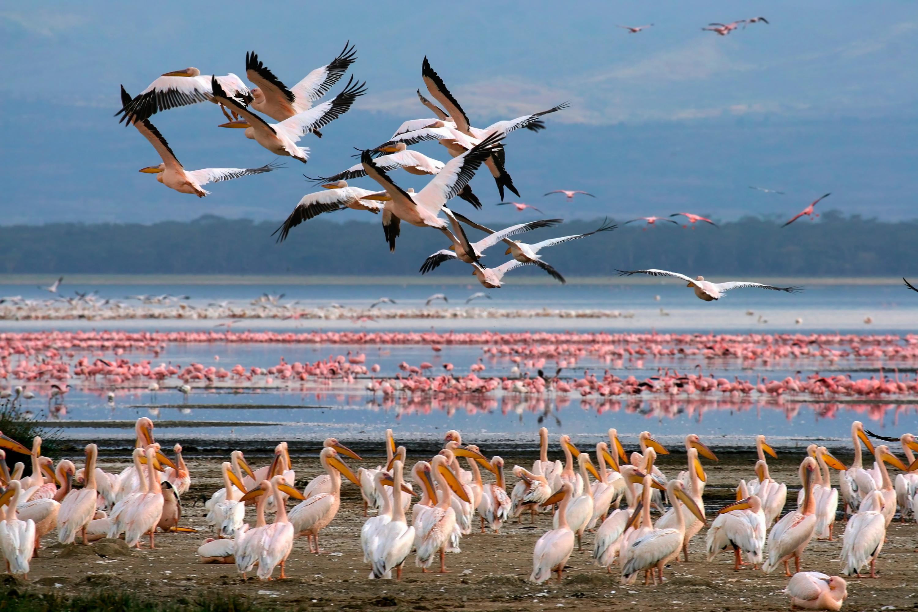 La production de Donne-moi des ailes de Nicolas Vanier plumée après la destruction de nids de flamants roses ?