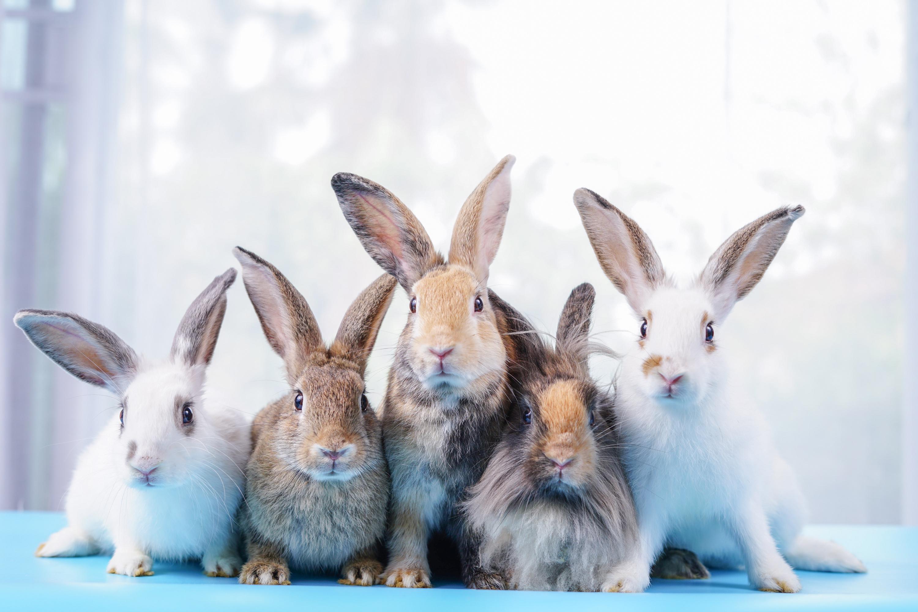 Les associations ont comptabilisé 105 lapins, tout en admettant que d’autres devaient encore se cacher dans le logement.