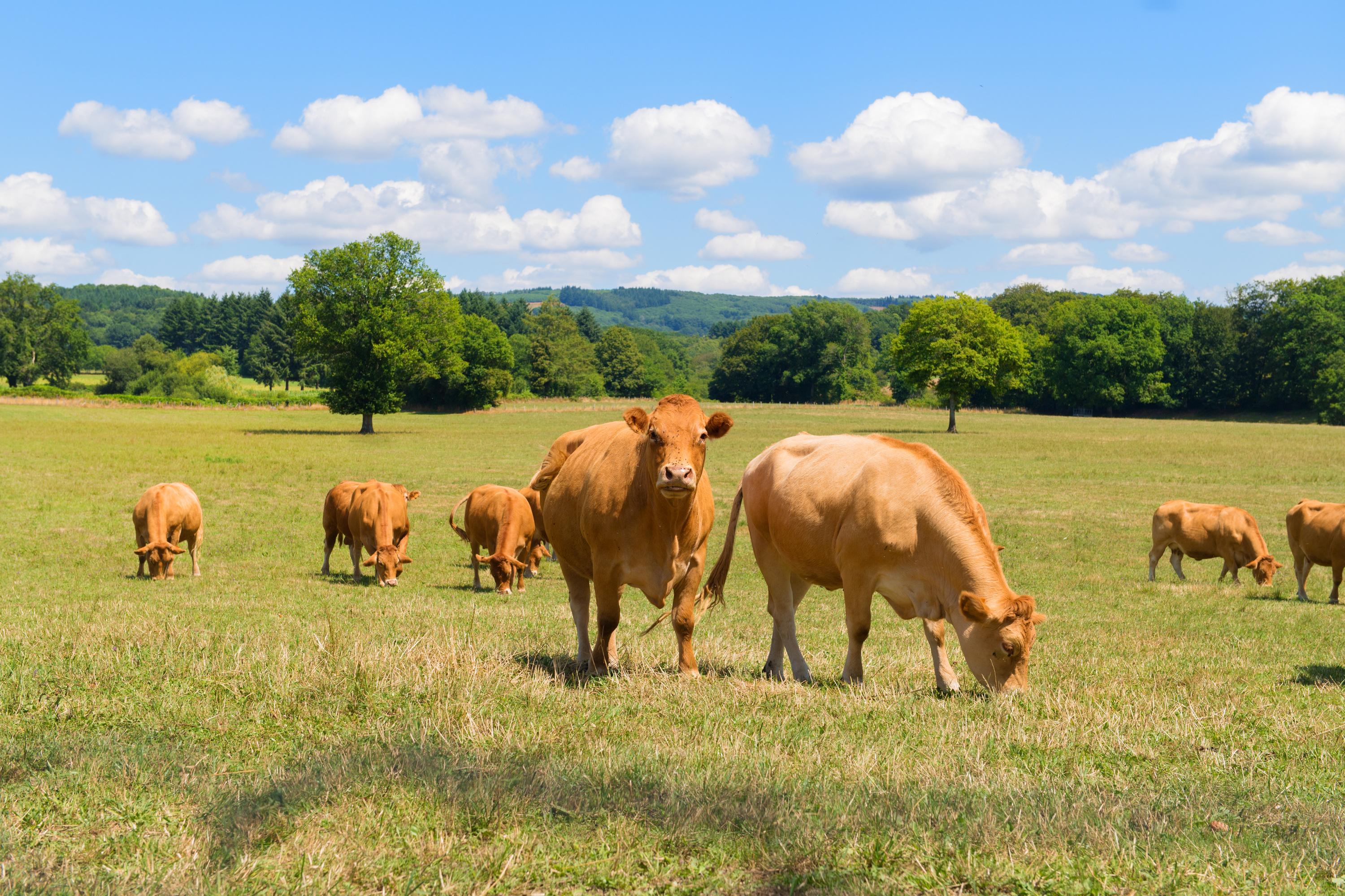 «Atteintes à la probité», «absentéisme»... La Cour des comptes épingle les dérives des chambres d'agriculture
