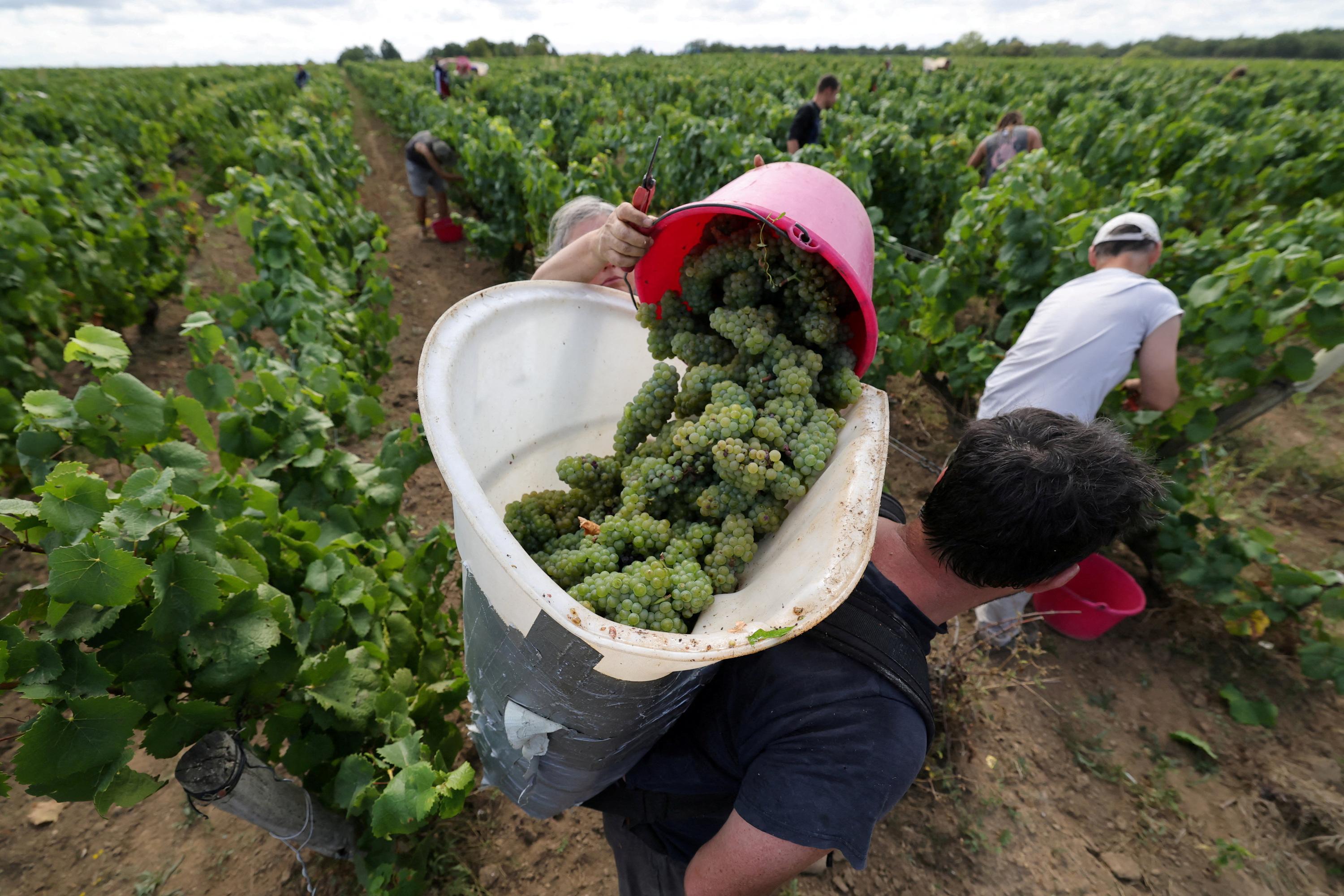 Les vendanges 2025 pénalisées par la canicule, s’annoncent historiquement basses