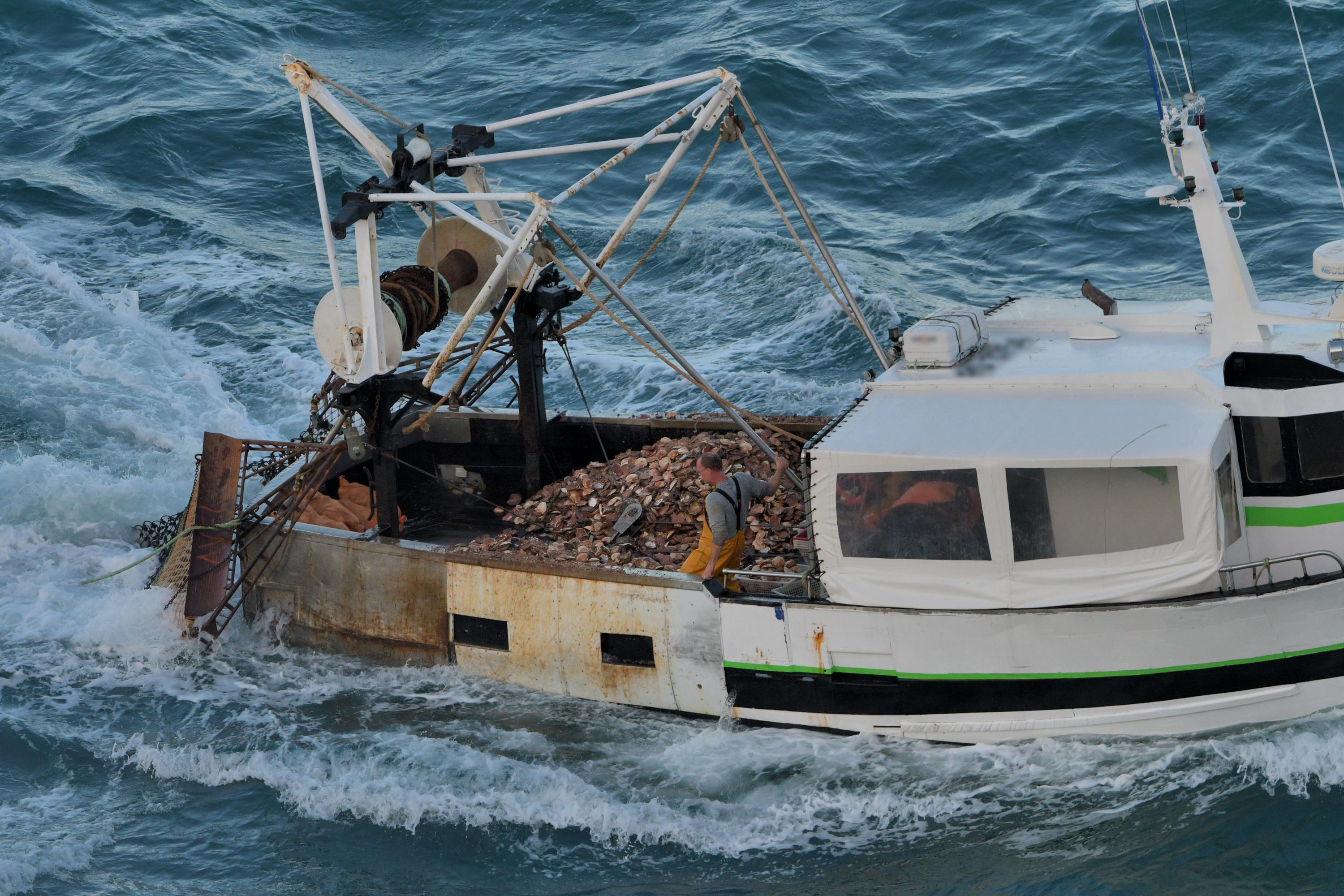 Face à la baisse des stocks de Saint-Jacques, la pêche aux pétoncles redémarre sous haute surveillance