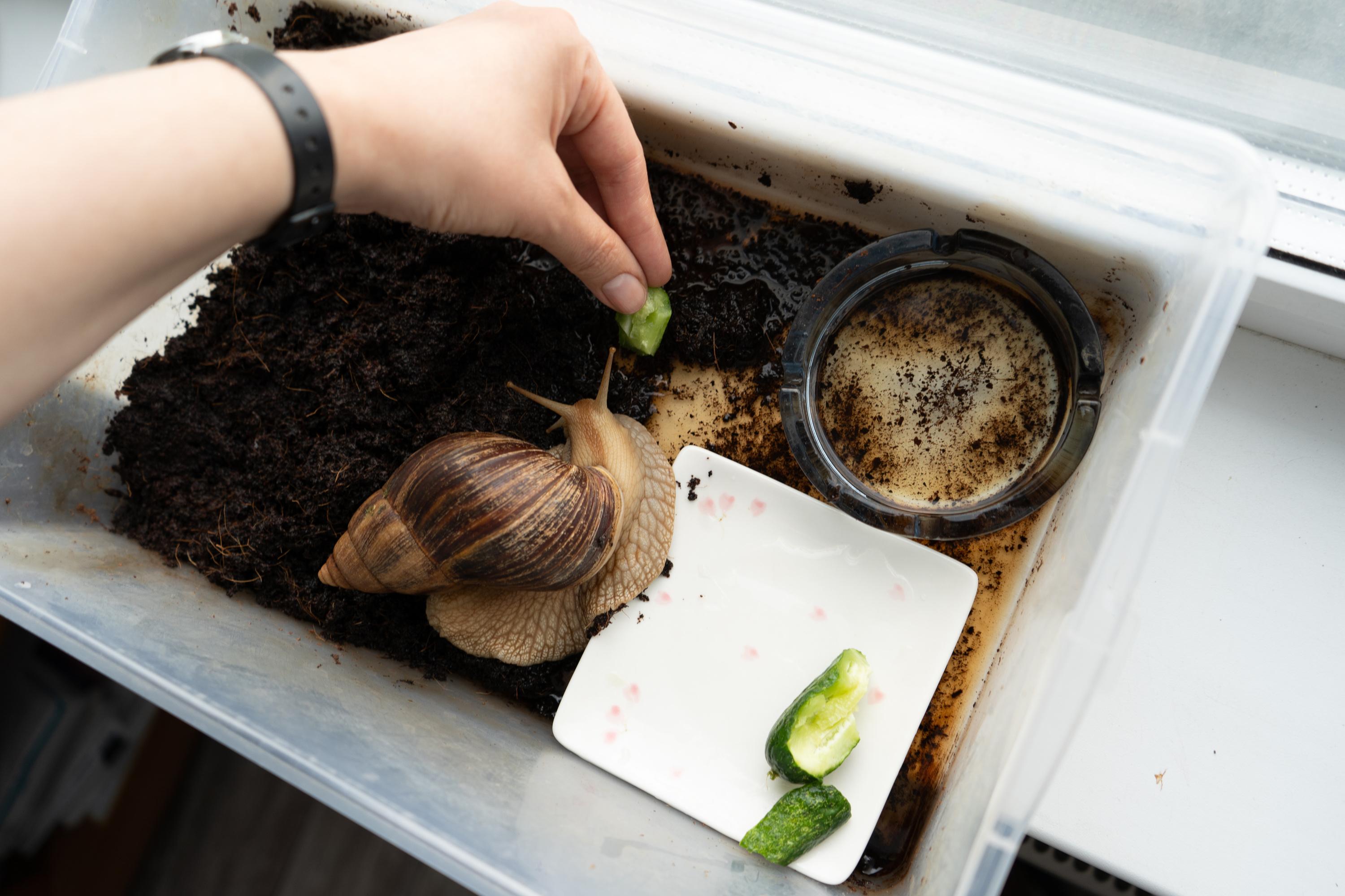 Comment des escargots ont permis à ces propriétaires d’être exonérés de taxe foncière