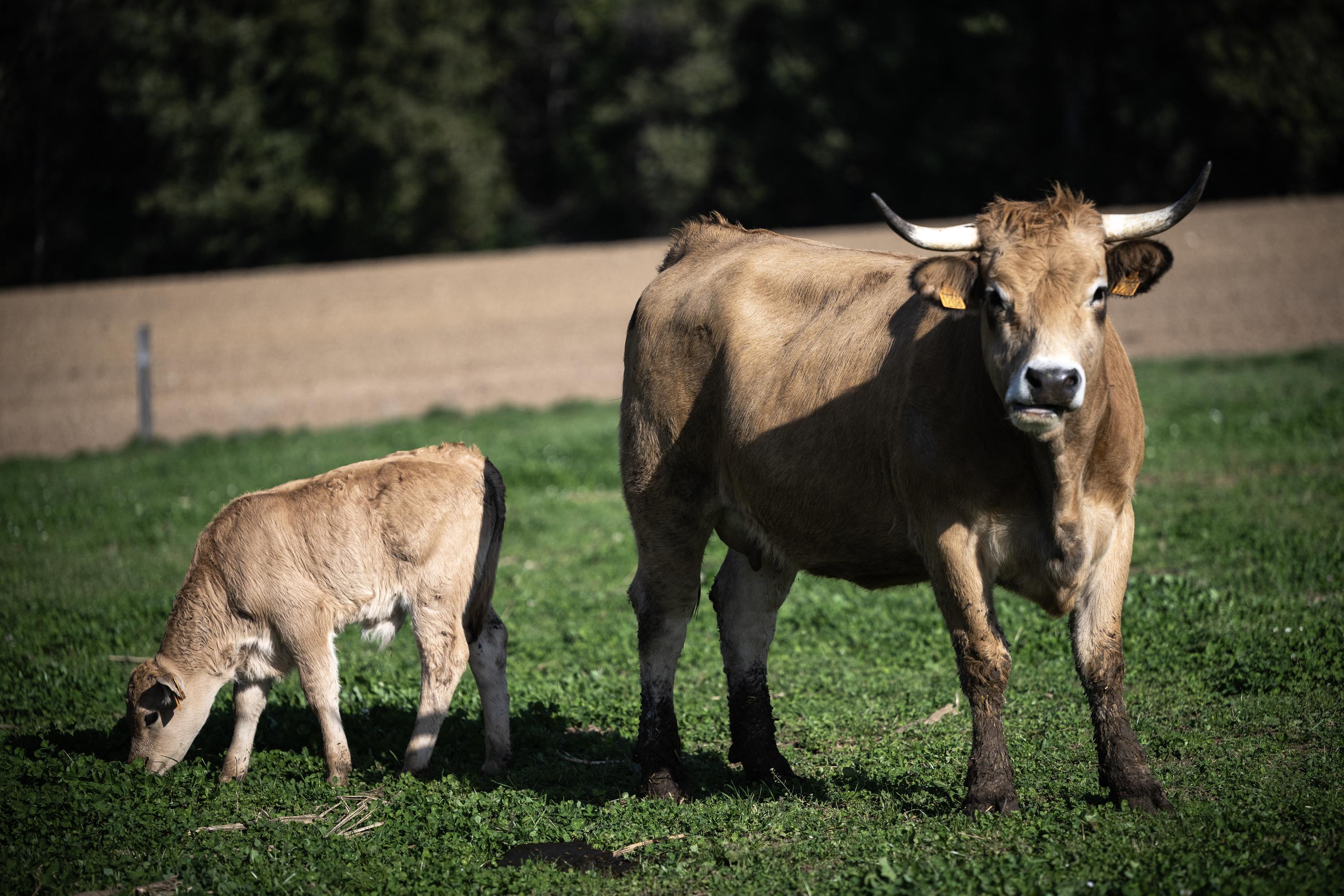 Dermatose nodulaire bovine : un troisième cas détecté en Ariège