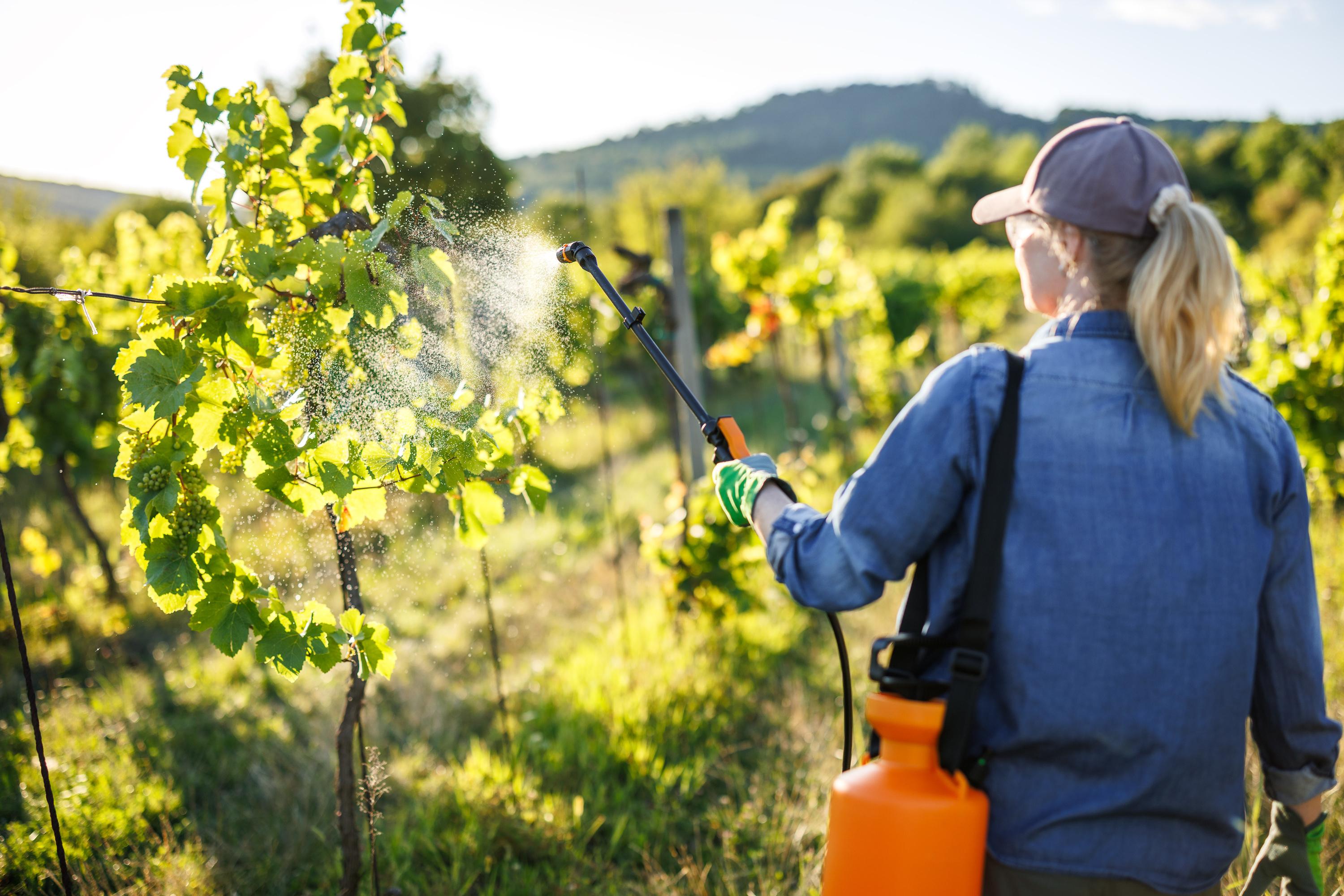 Avocats, mangues, goyaves... Paris suspend les importations de produits agricoles traités avec des substances interdites
