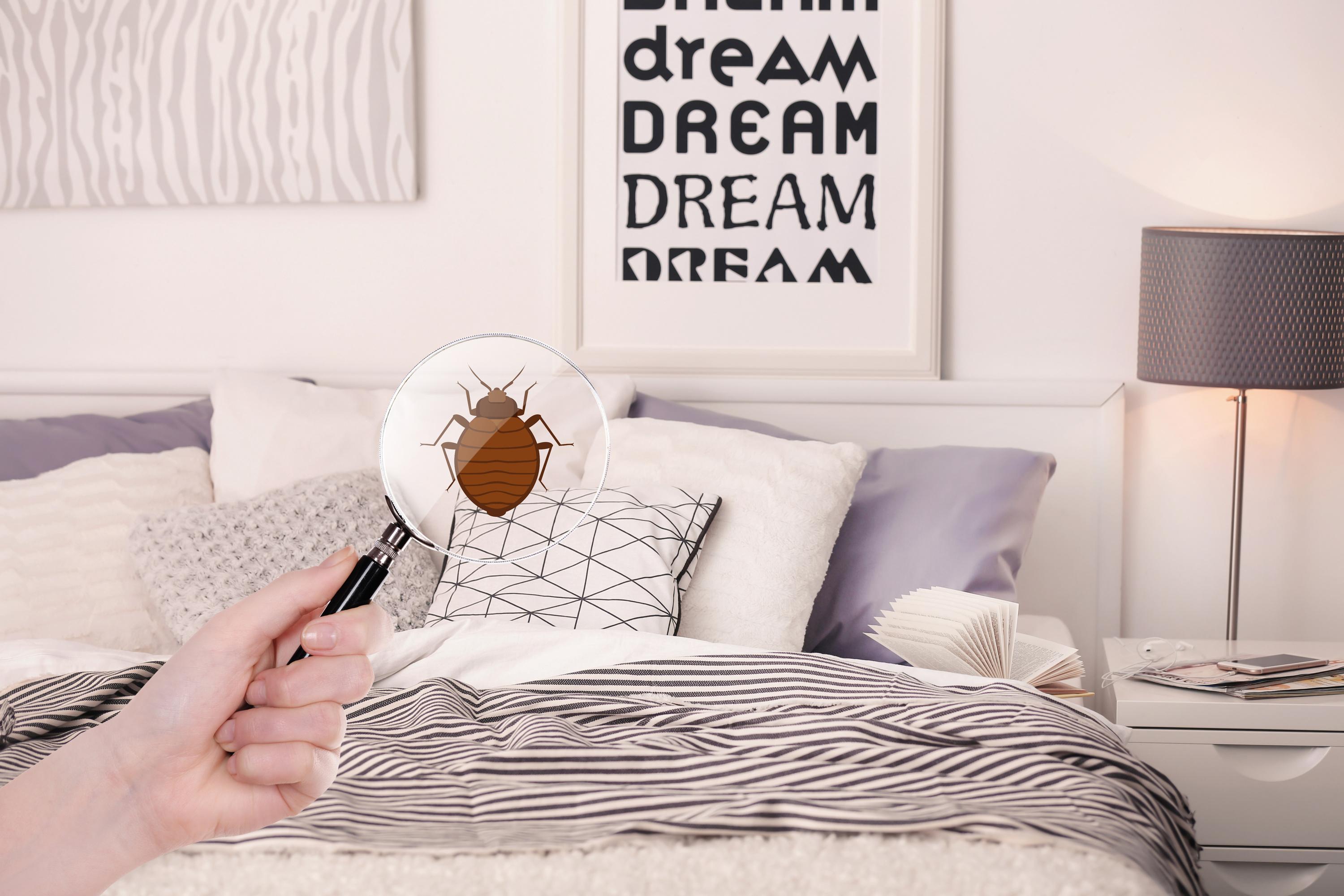 La prolifération des rats, frelons et autres punaises de lit au centre des débats des élections municipales ?