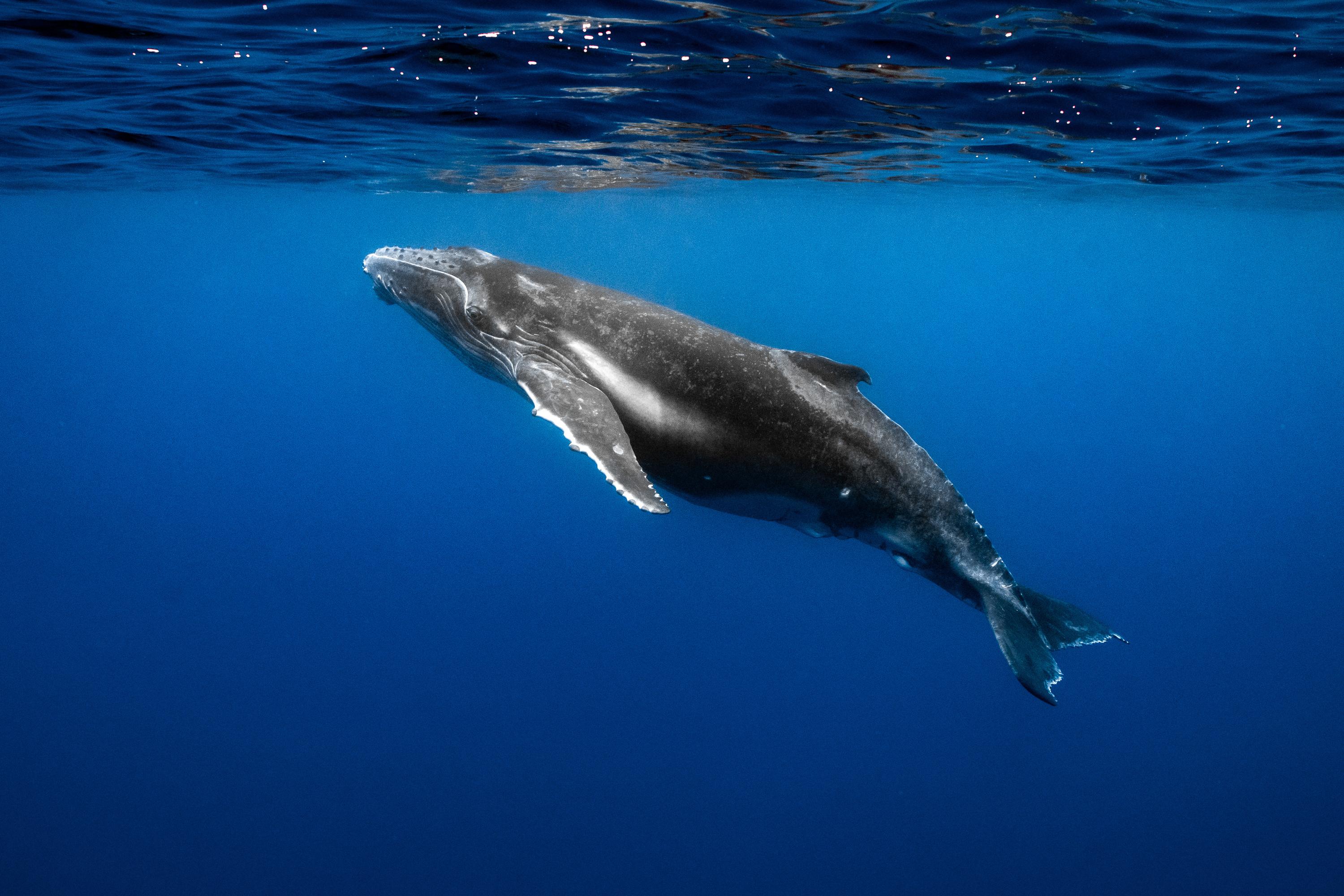 Pollution sonore, risque de collision, tourisme... Quand le cœur des baleines nous révèle le stress des océans