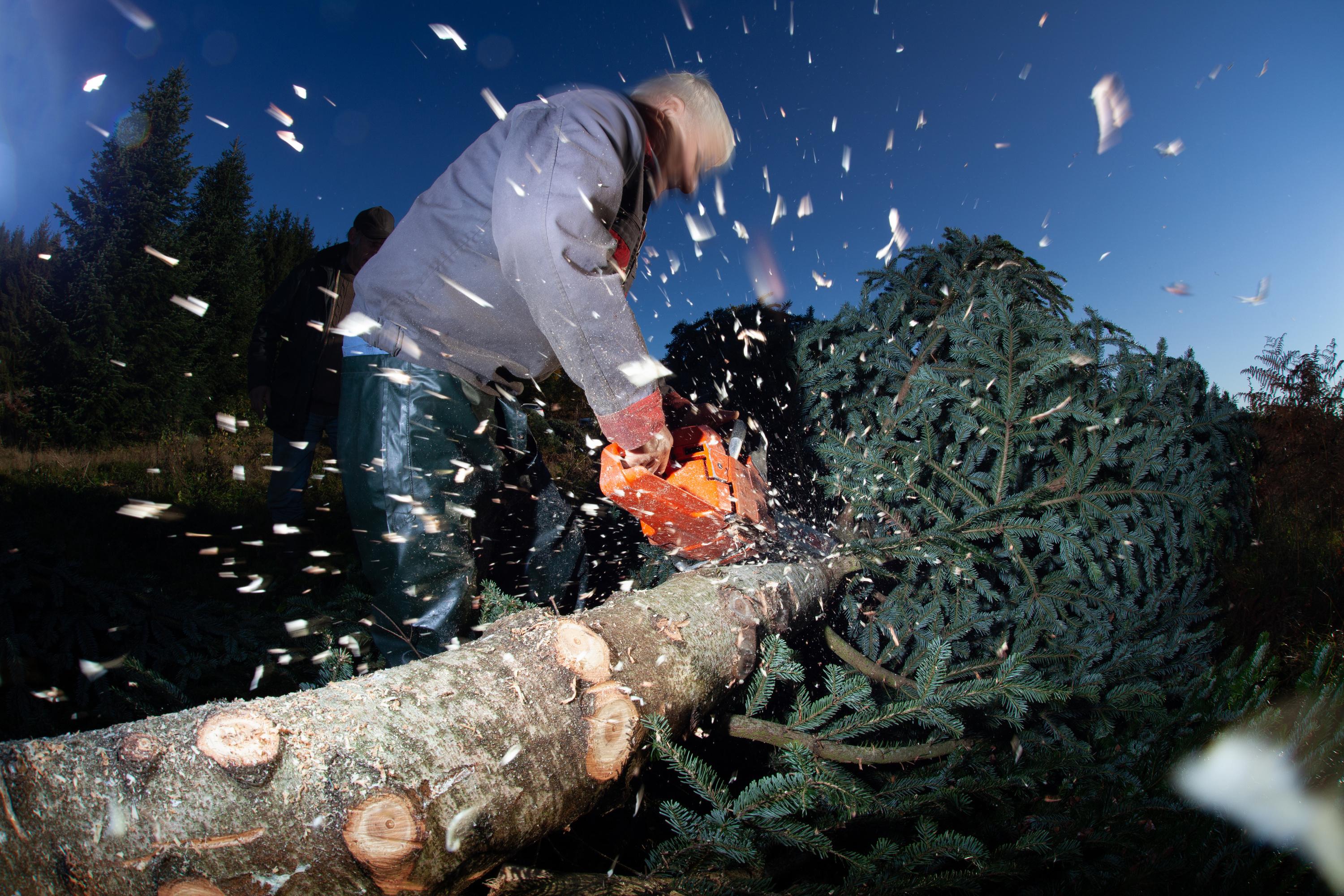 Condamnés à 300.000 euros d’amende pour avoir tronçonné la haie des voisins