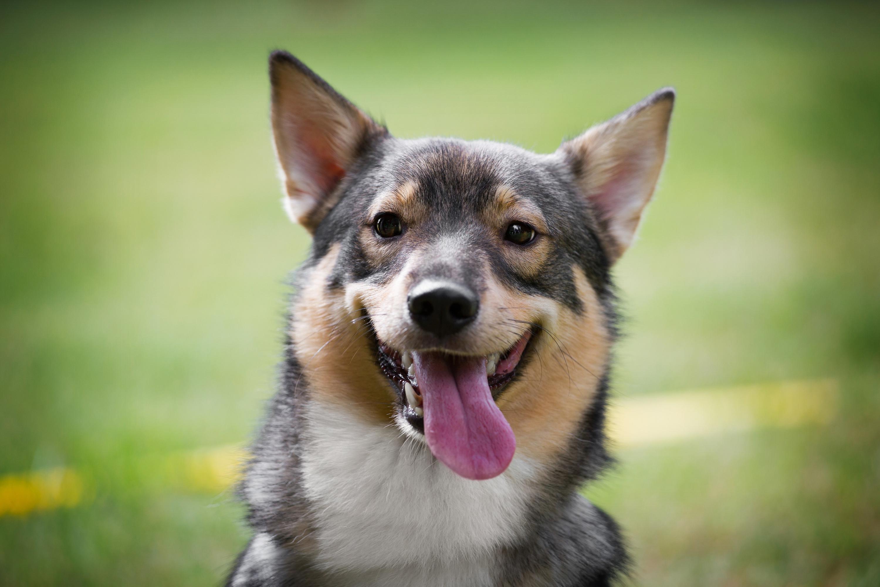 Le Vallhund suédois : un cousin du Corgi utilisé comme chien de garde par les Vikings