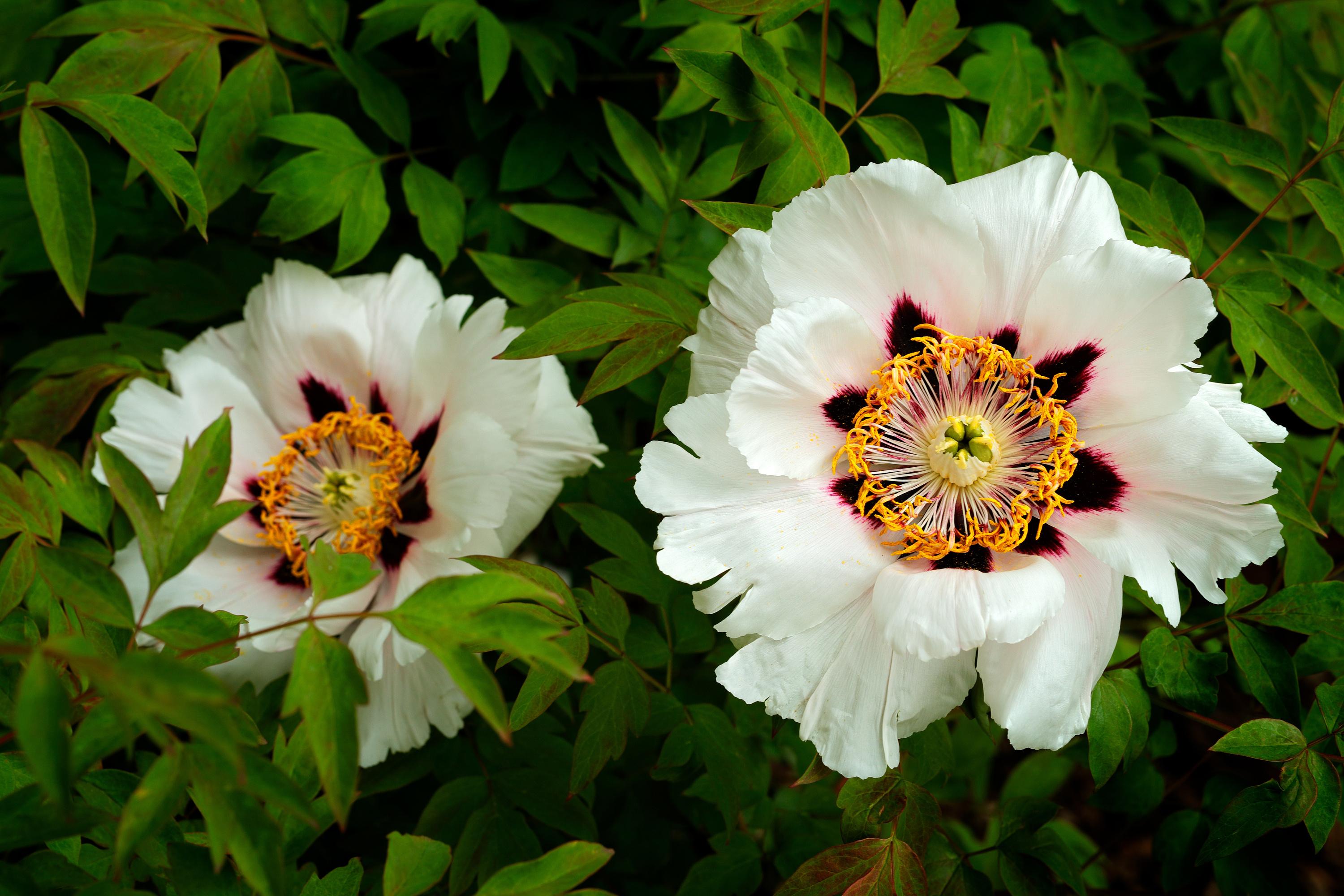 Une pivoine très spéciale : cette variété qui fleurit en mai ne doit pas être plantée comme les autres