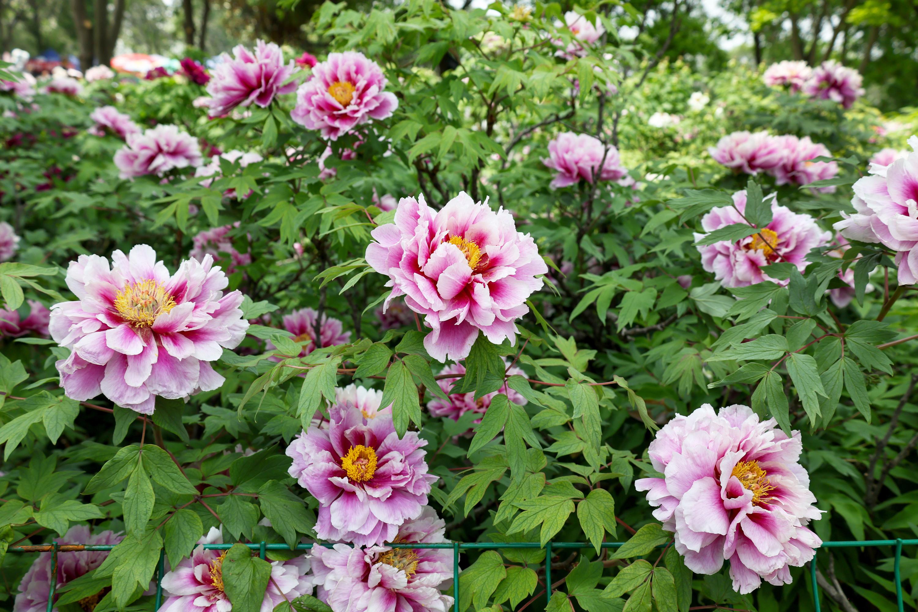 Les pivoines du château des Sourches s’offrent en avant-première