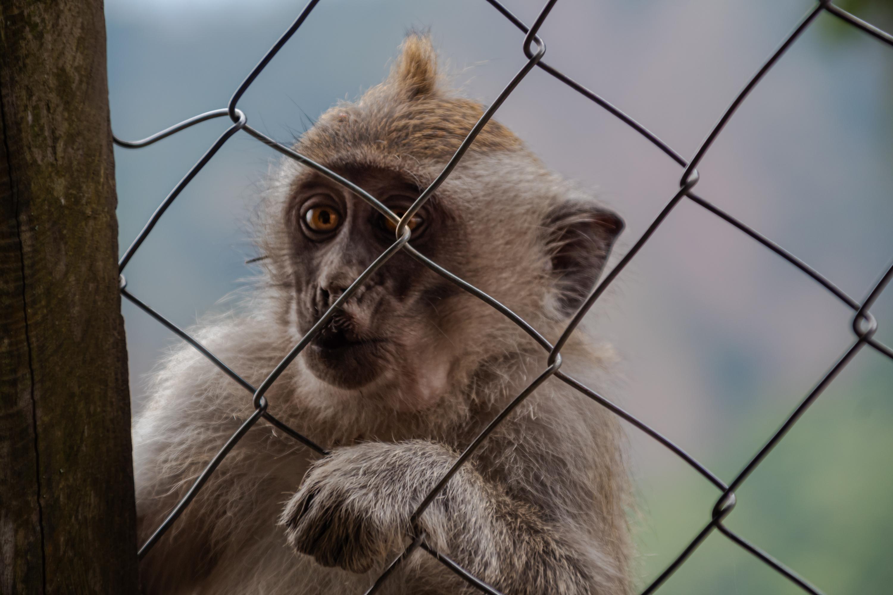 Japon : un homme soupçonné d’avoir incinéré le corps de sa femme dans un zoo