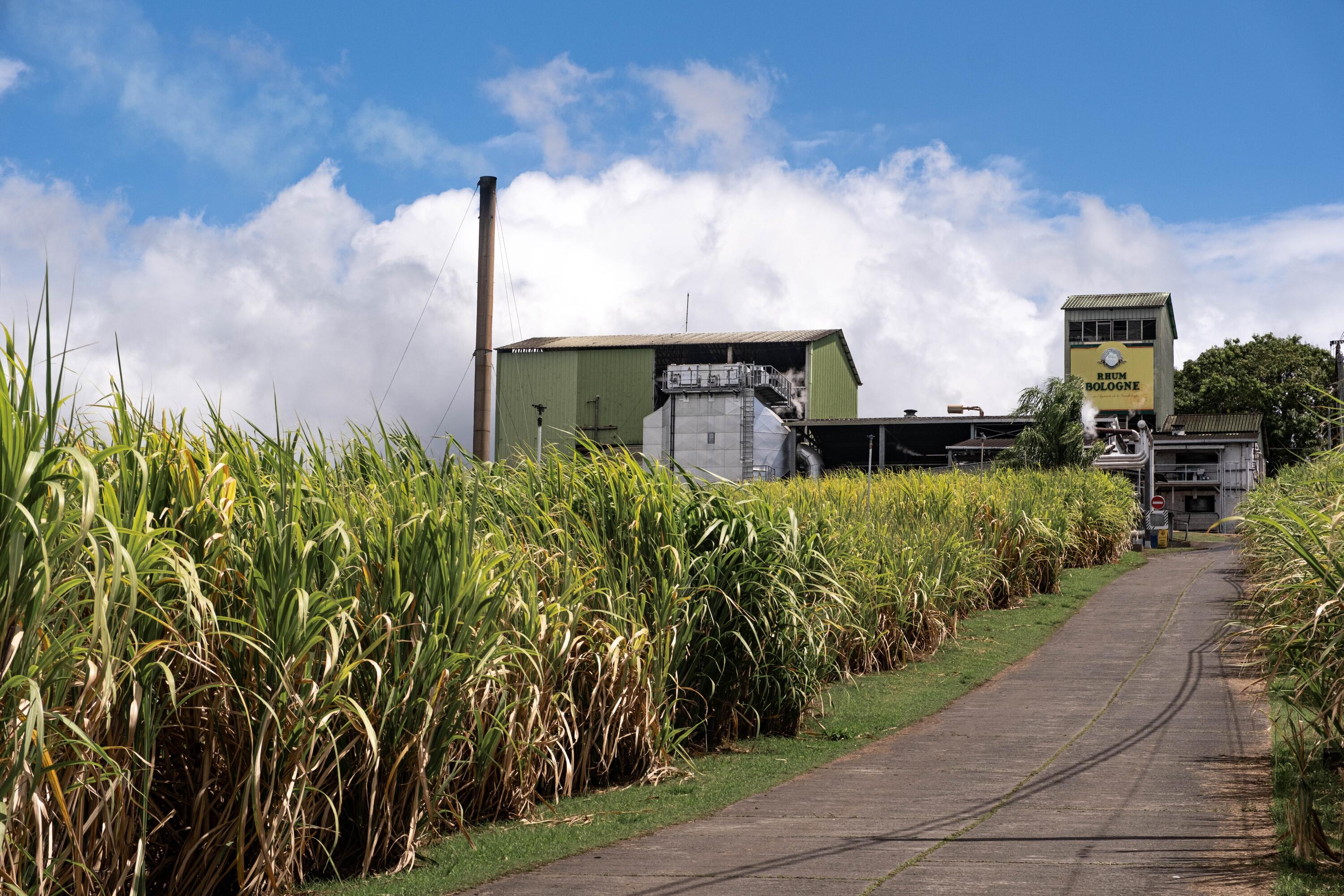 Terroirs volcaniques, savoir-faire d’exception et distilleries artisanales... La Guadeloupe, terre de grands rhums agricoles