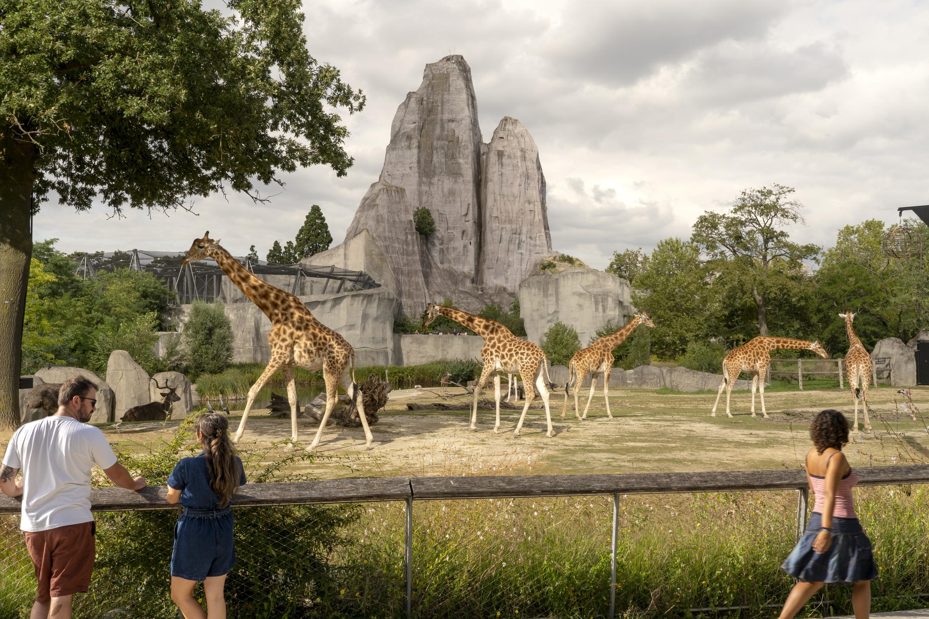 «Une rencontre avec un être extraordinaire» : au zoo de Paris, la magie opère-t-elle toujours ?