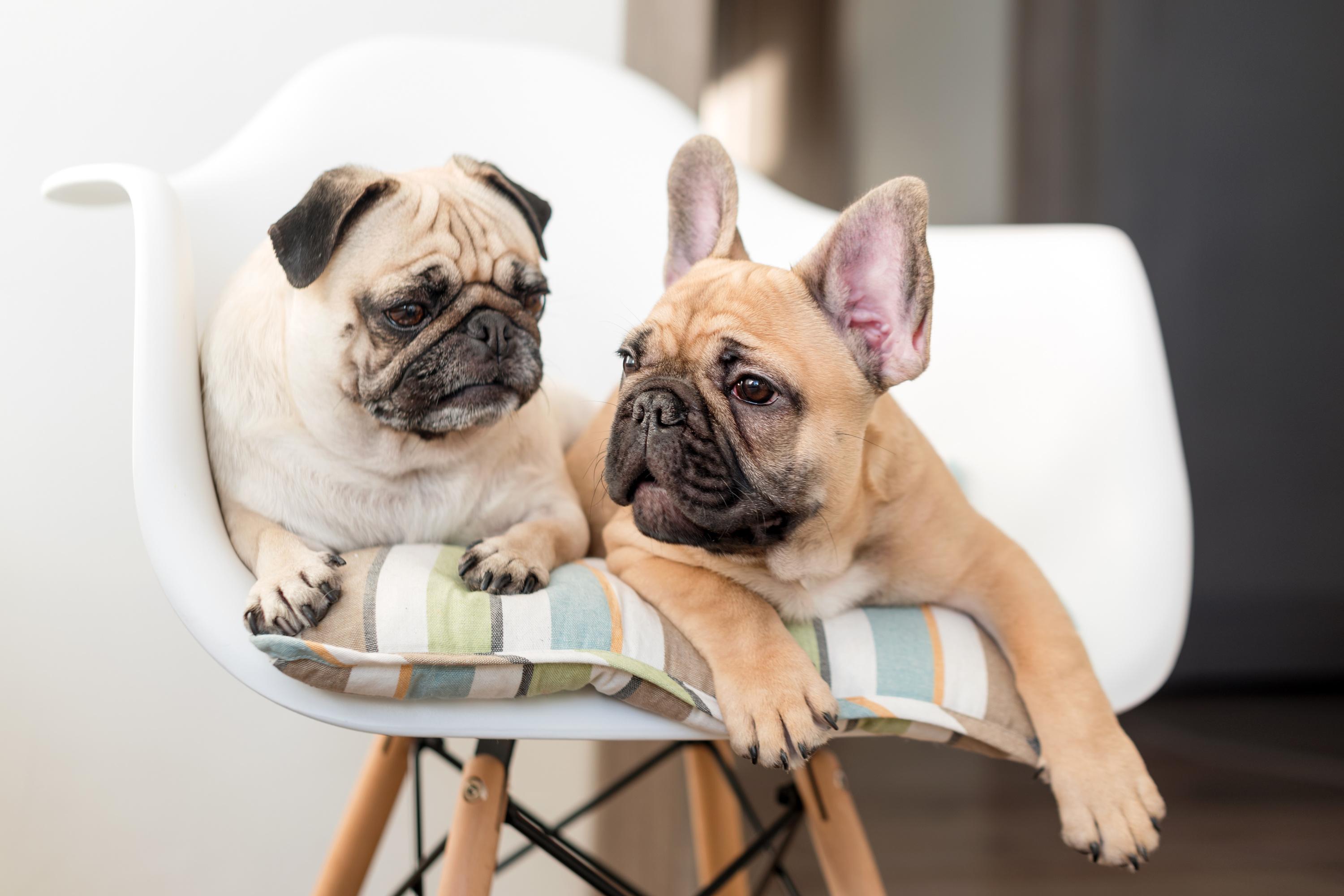 90% des chiens à tête plate ont du mal à respirer : un traitement vient d’être mis au point pour les aider