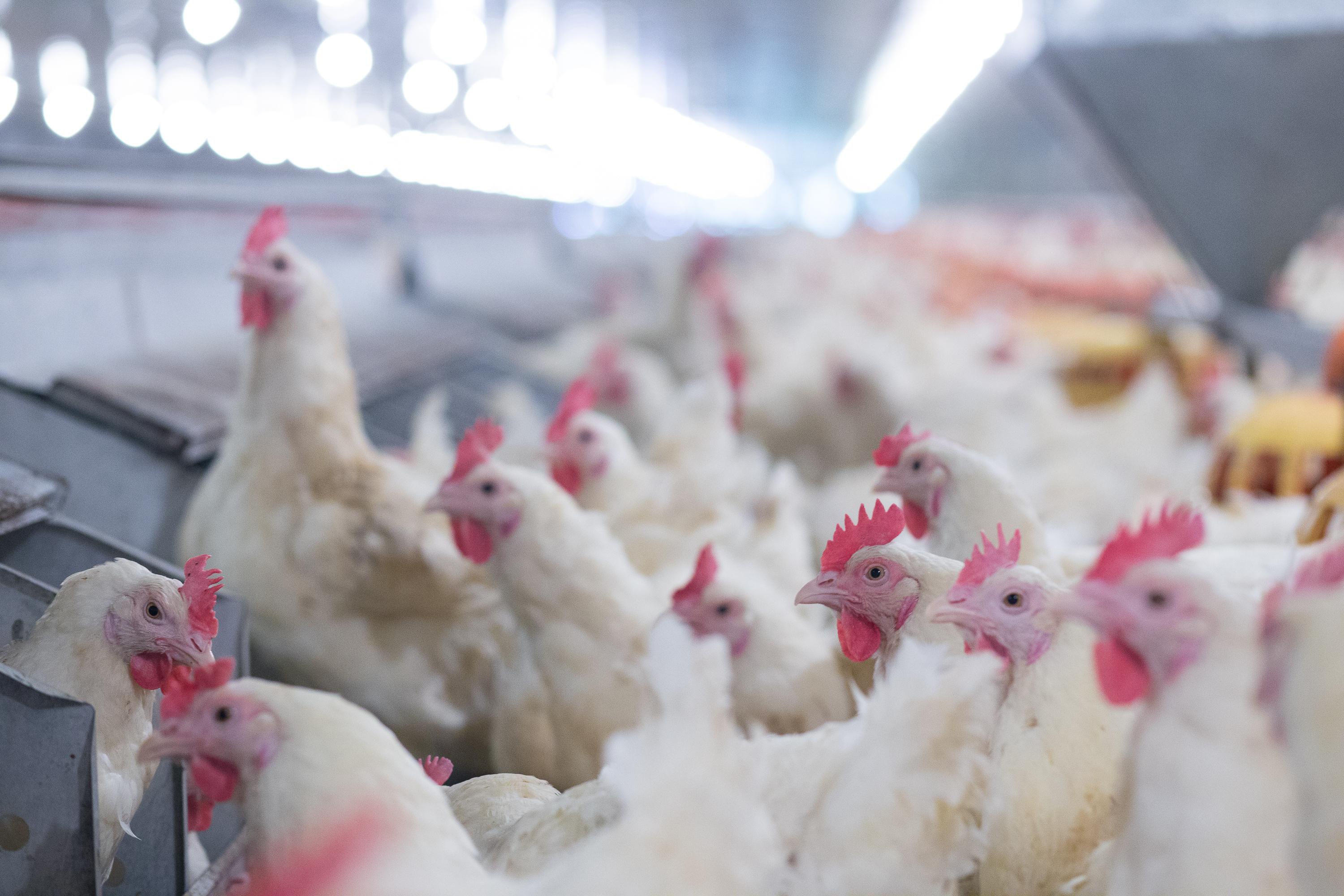 Projet de loi d’urgence agricole : la bataille autour des «méga poulaillers» fait rage