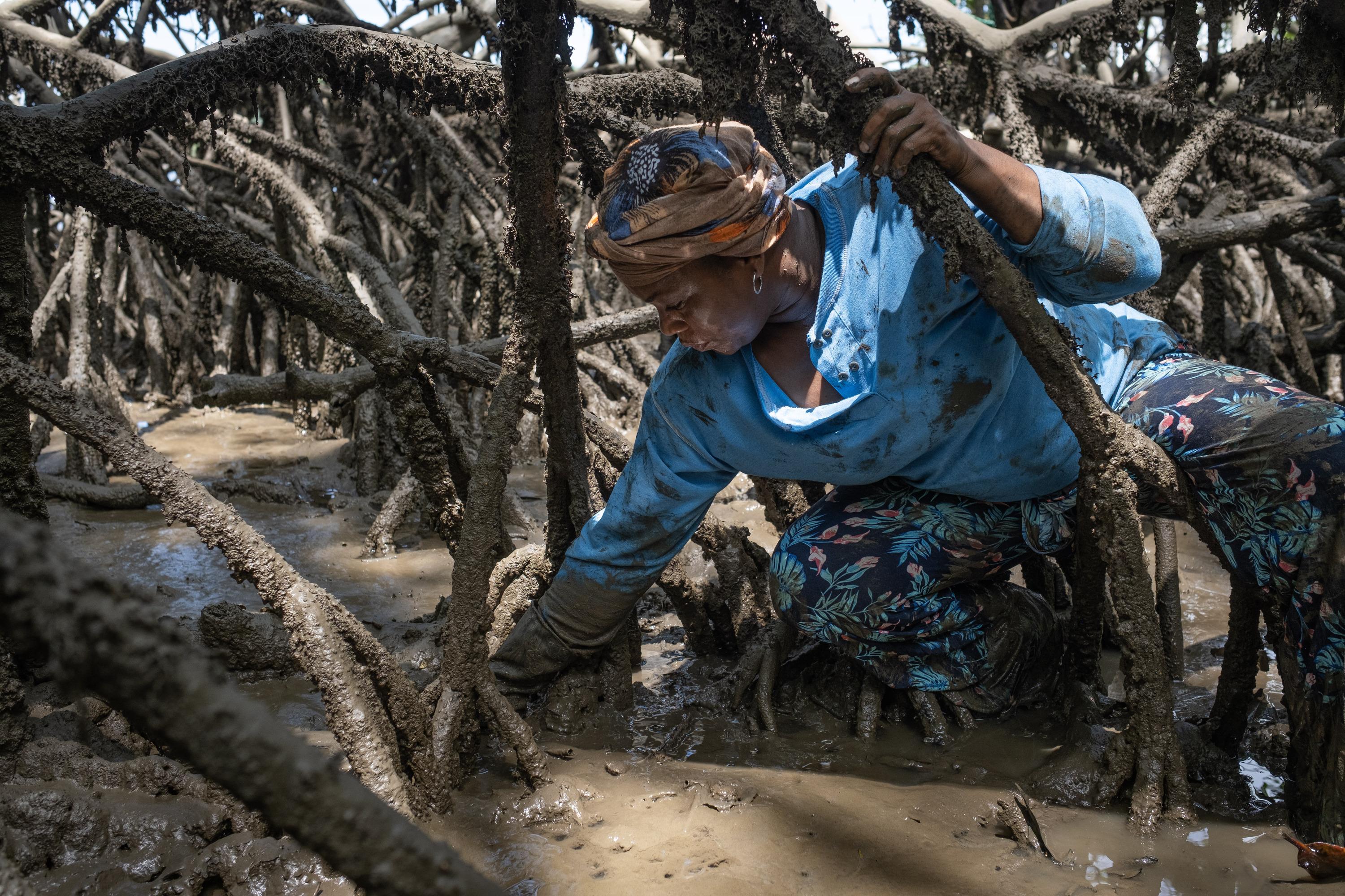 En Colombie, avec les piangüeras, pêcheuses de coques au cœur de la mangrove