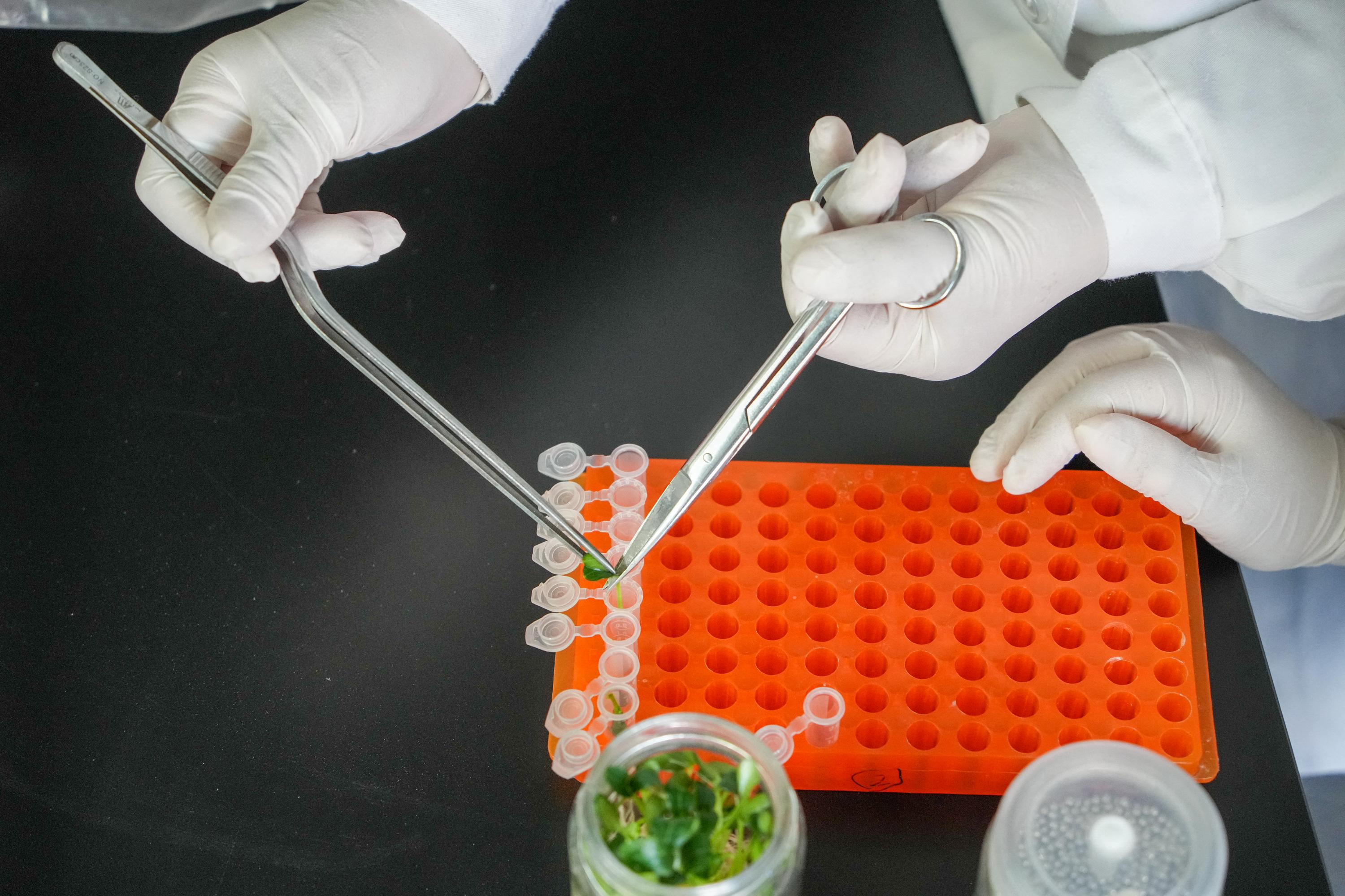 Des plantes plus résistantes aux maladies ou à la sécheresse : quels sont « ces nouveaux OGM » que l’Europe s’apprête à autoriser ?