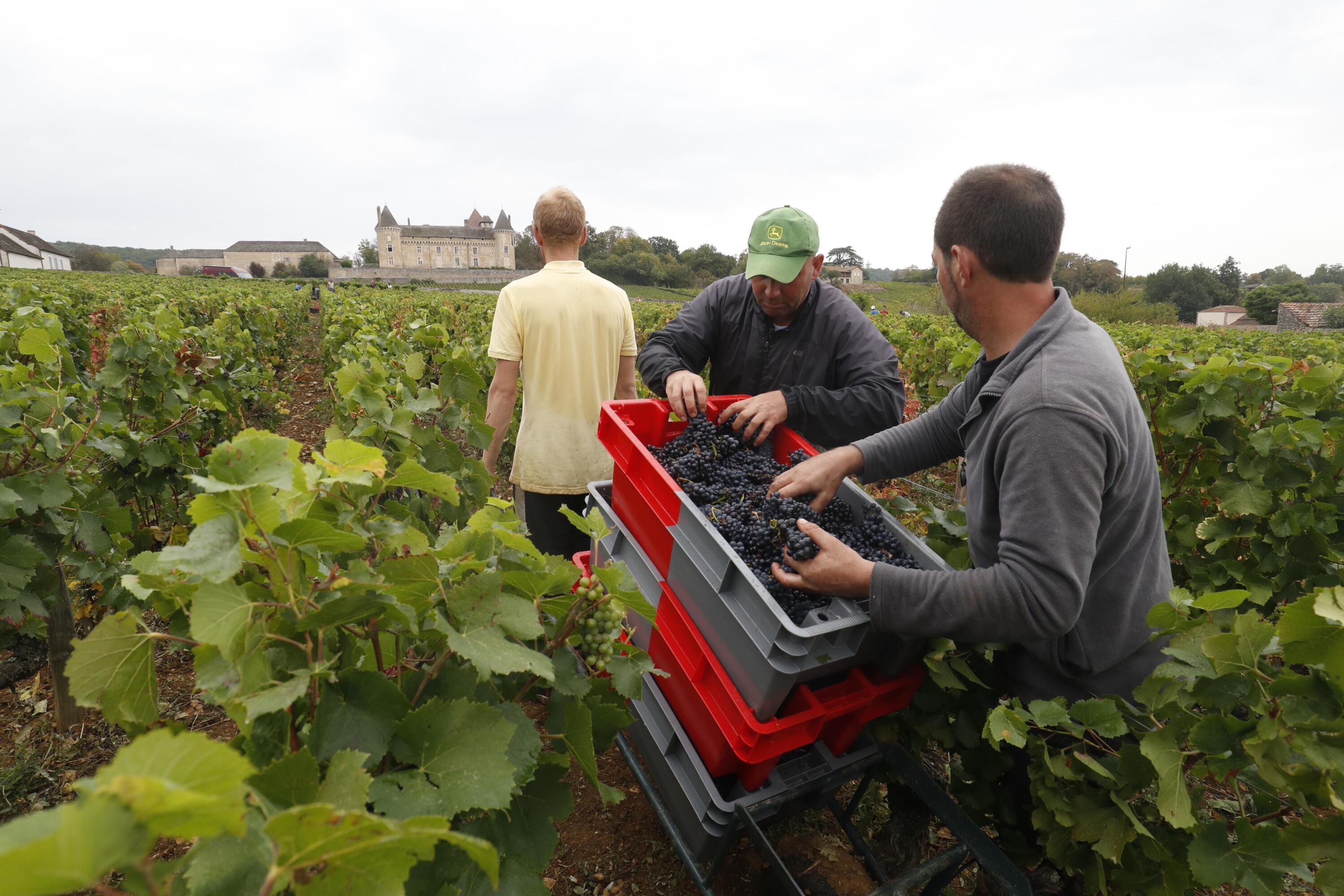 «Il y a toujours quelqu’un pour surveiller» : en Champagne, le vol de raisins s’invite pendant les vendanges
