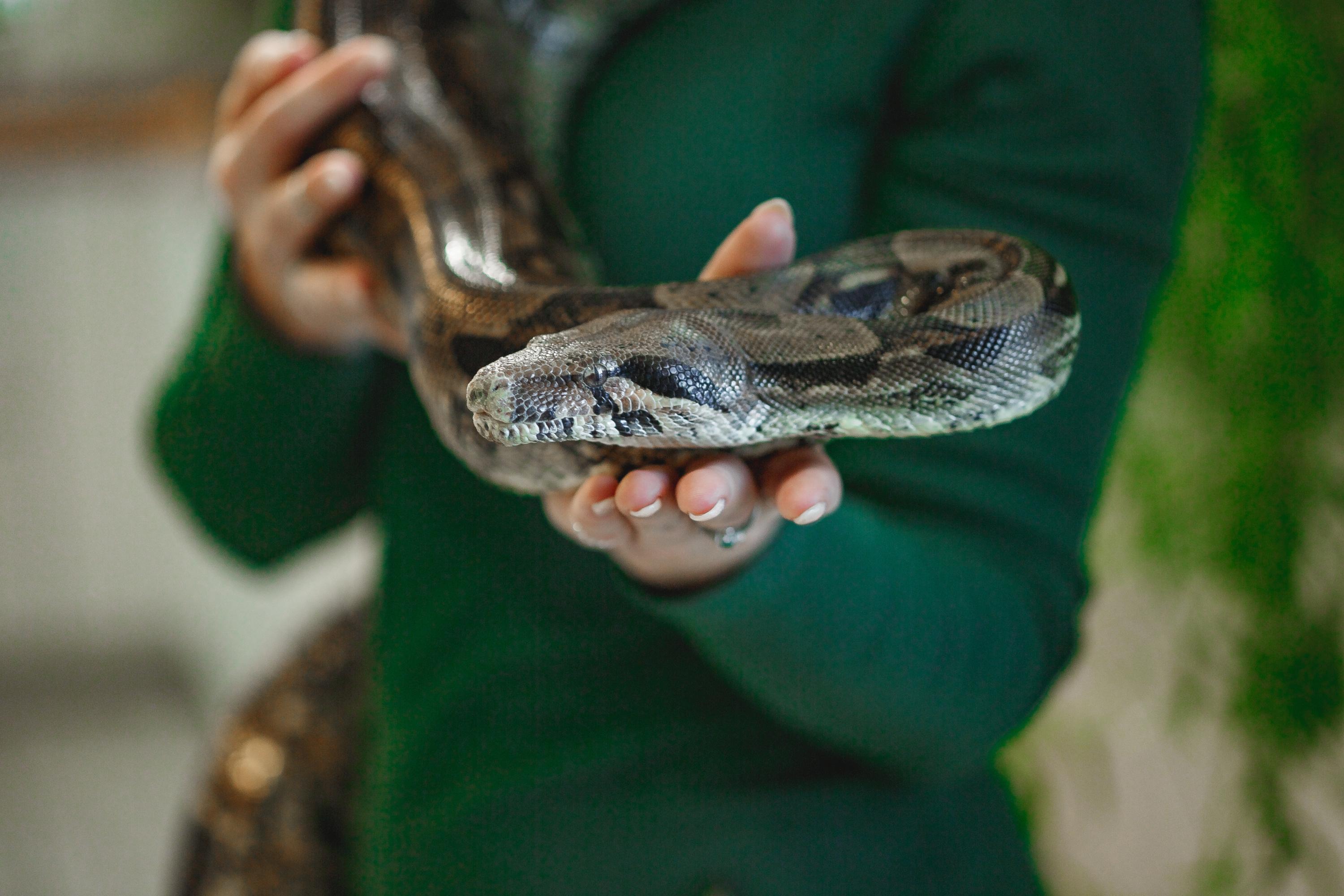 En Haute-Saône, ce couple détenait sans «aucune qualification» dix reptiles dont un python royal et plusieurs boas