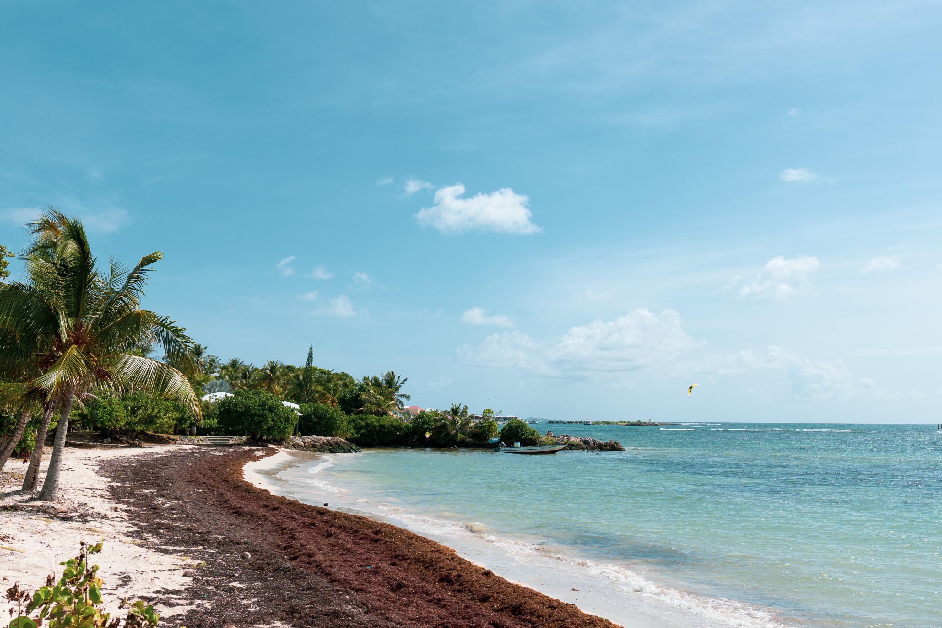 En Guadeloupe et en Martinique, les algues sargasses font chuter les prix de l’immobilier jusqu’à 30 %