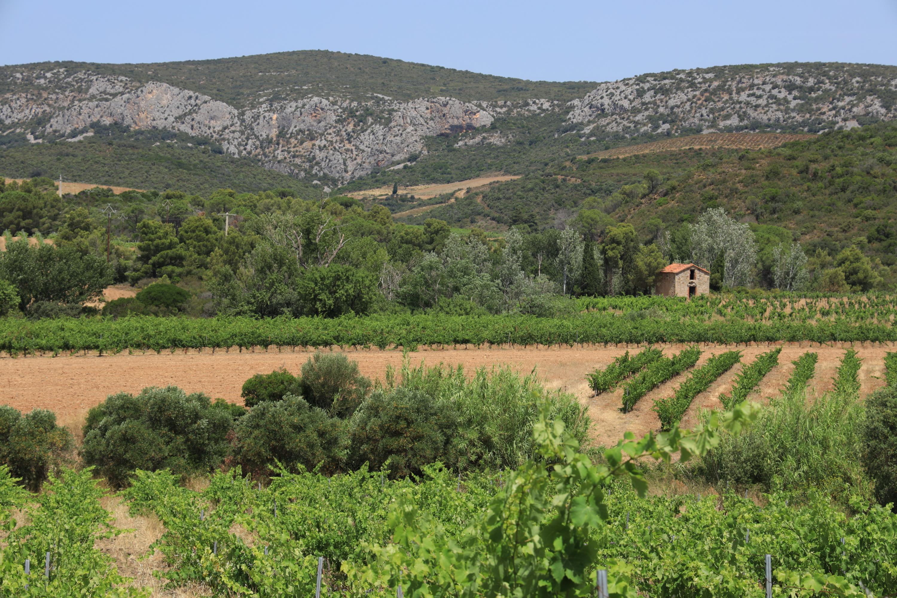 Coup de cœur pour ce surprenant blanc de noirs du Roussillon