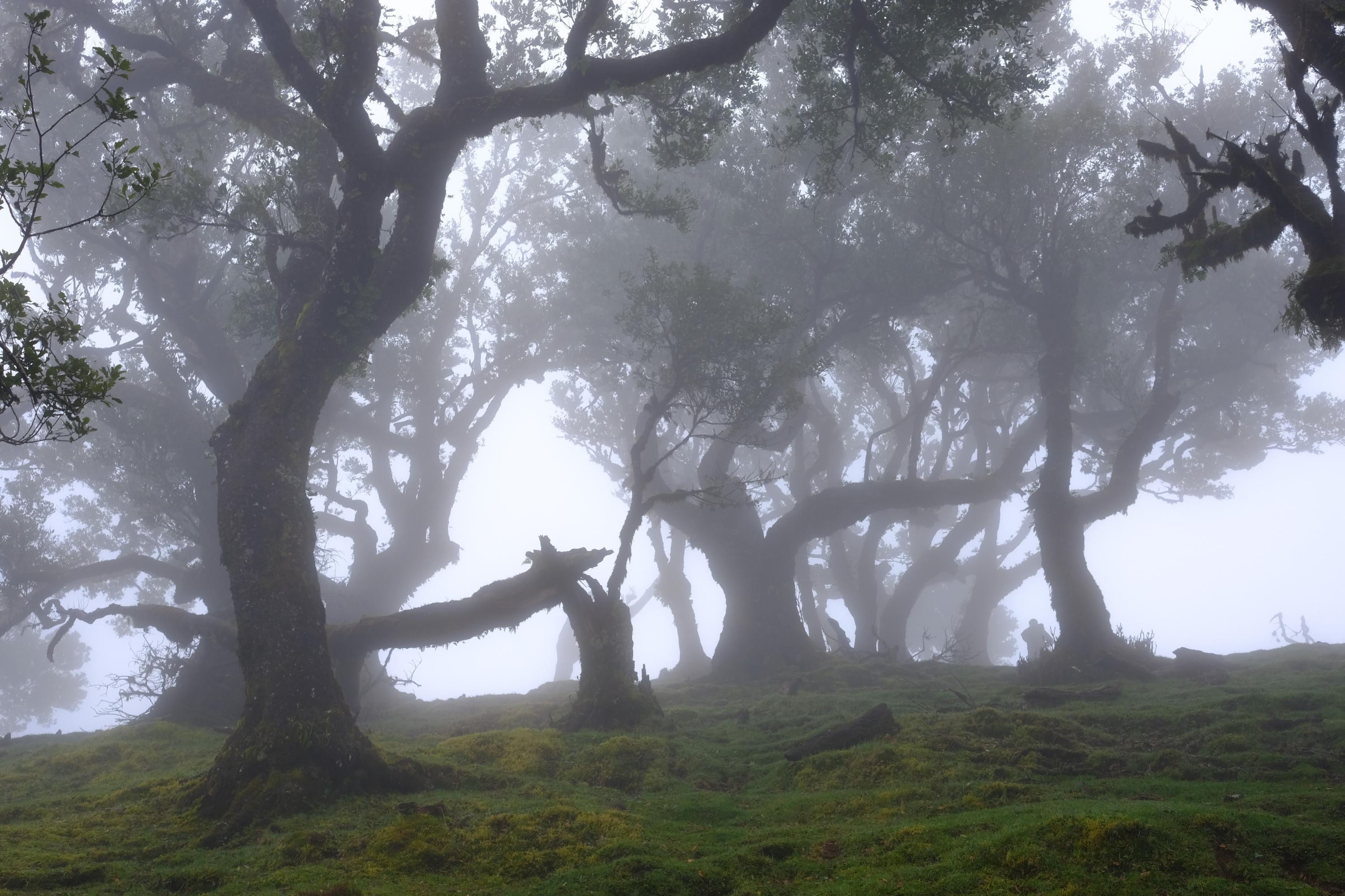 Qu’est-ce qu’une «forêt de nuages» et où peut-on en trouver dans le monde ?