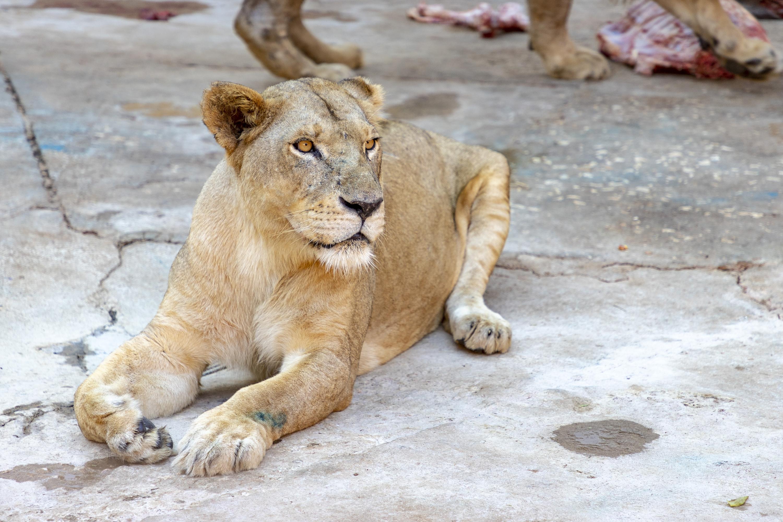 «Certains jours, il n’y en a pas pour tout le monde» : à Cuba, un zoo obligé de rationner la nourriture des animaux