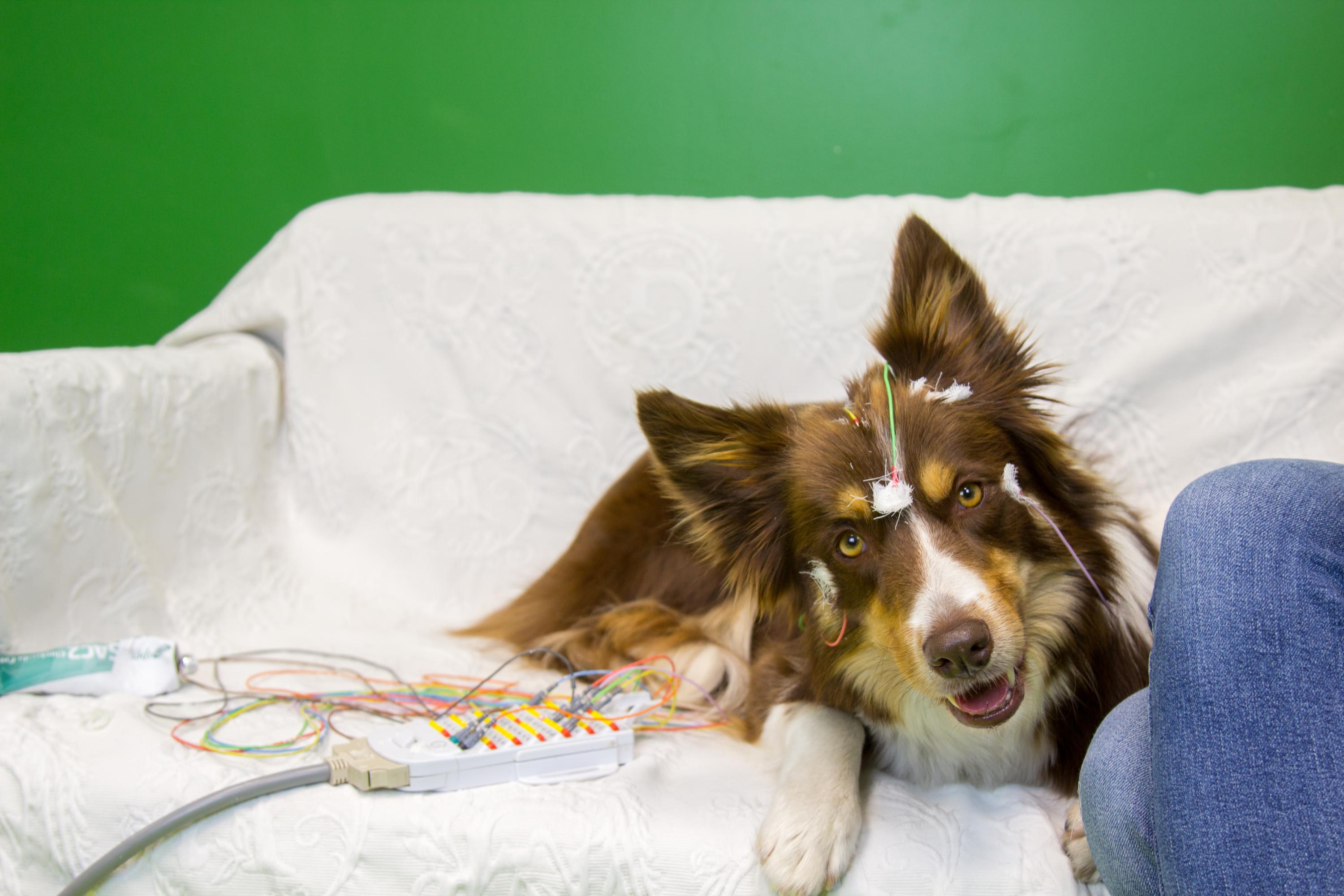 Comme celui de l’homme, le cerveau du chien préfère les consonnes