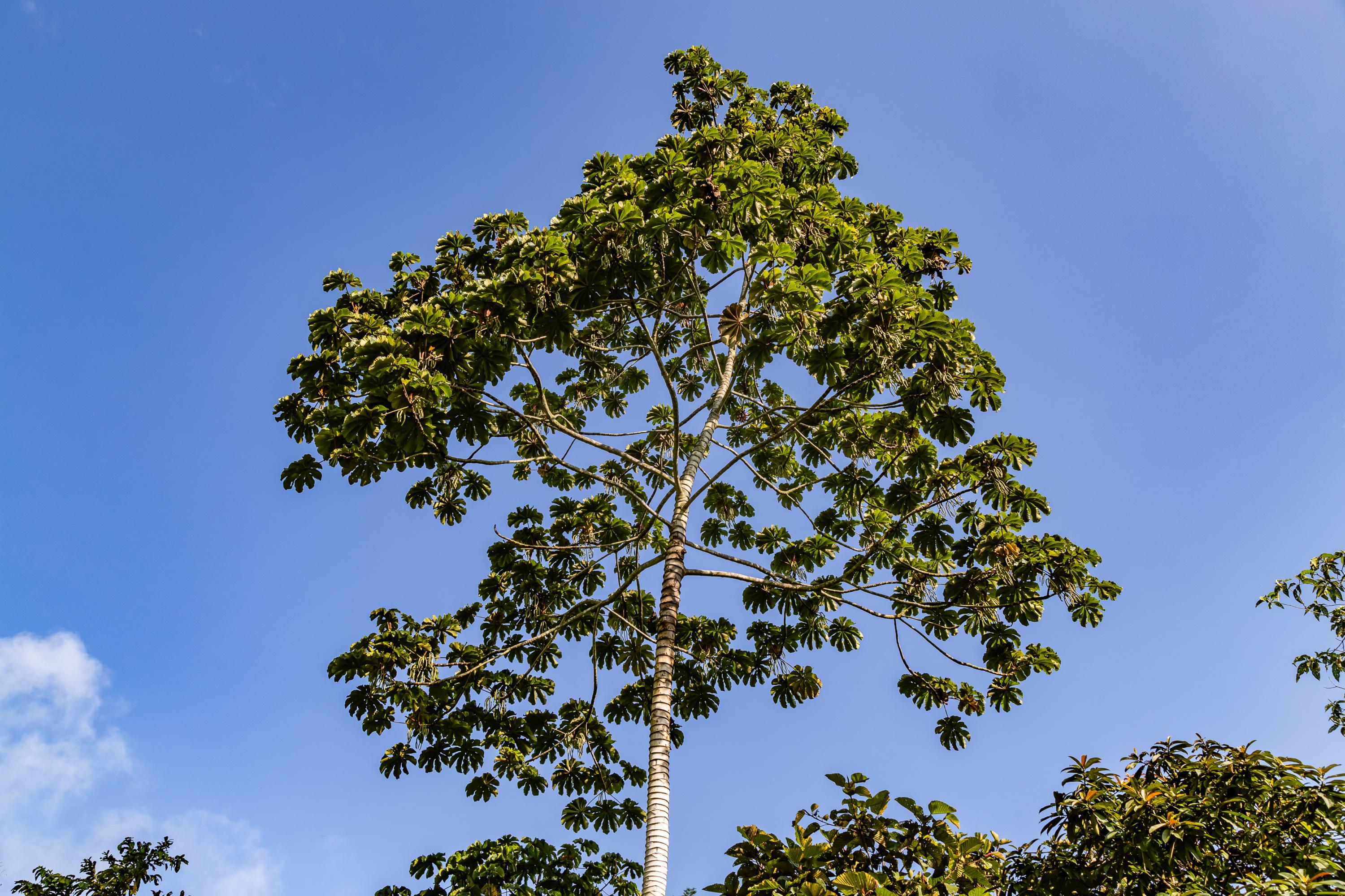 Cet arbre à la croissance fulgurante prend entre 2 et 5 mètres par an, quand il bénéficie d’assez de lumière
