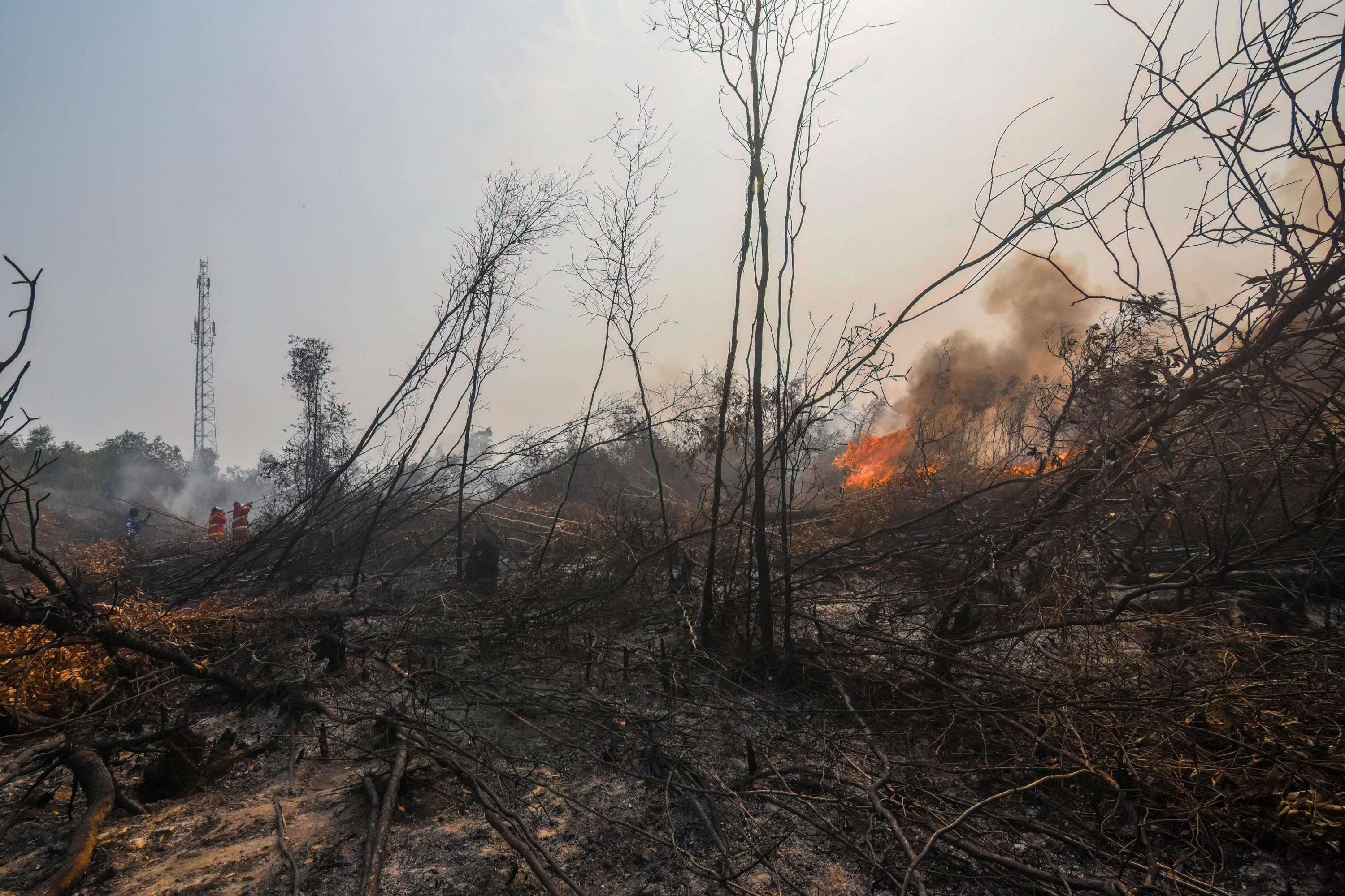 Incendies en Indonésie : les tourbières en proie aux flammes