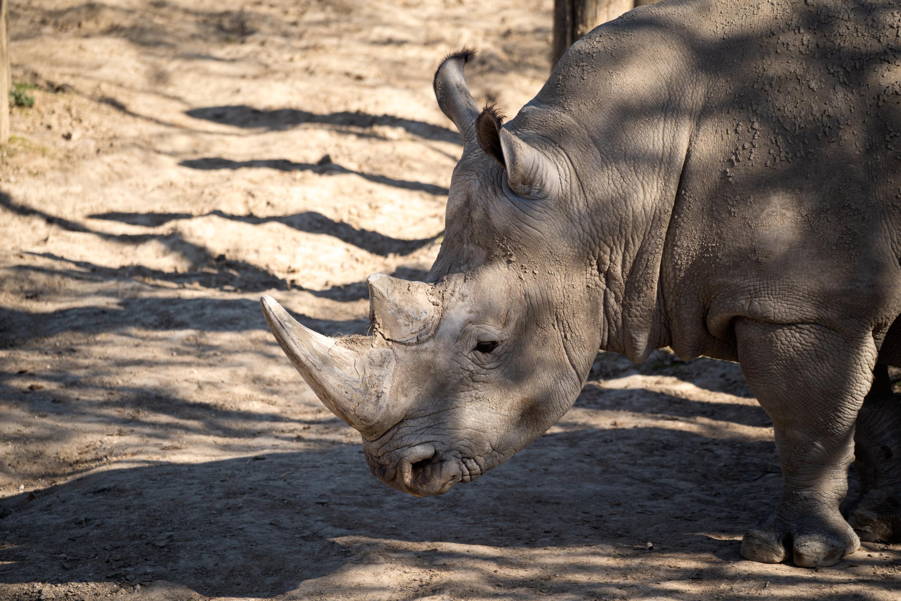 «On a agrandi le zoo autour de lui» : Wami, l'emblématique rhinocéros du Zoo de Paris s'est envolé pour le Mexique