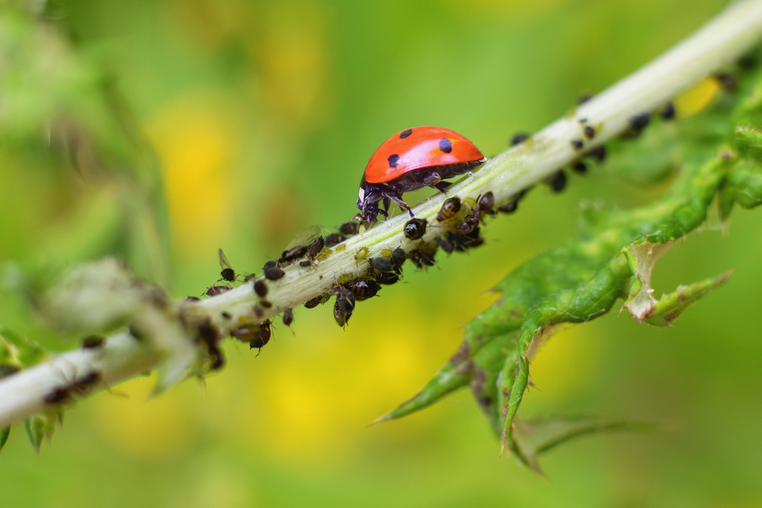 Les odeurs, la nouvelle piste contre les insectes ravageurs