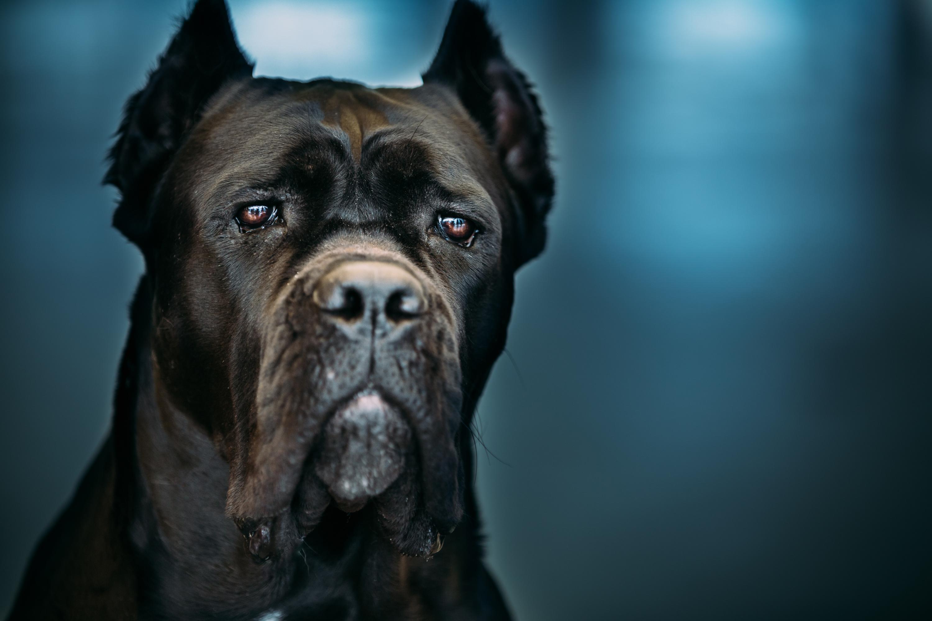 «Ils sont manifestement dangereux» : la mort d’un Cane Corso pose la question de la sécurité de certains jouets pour chien サムネイル