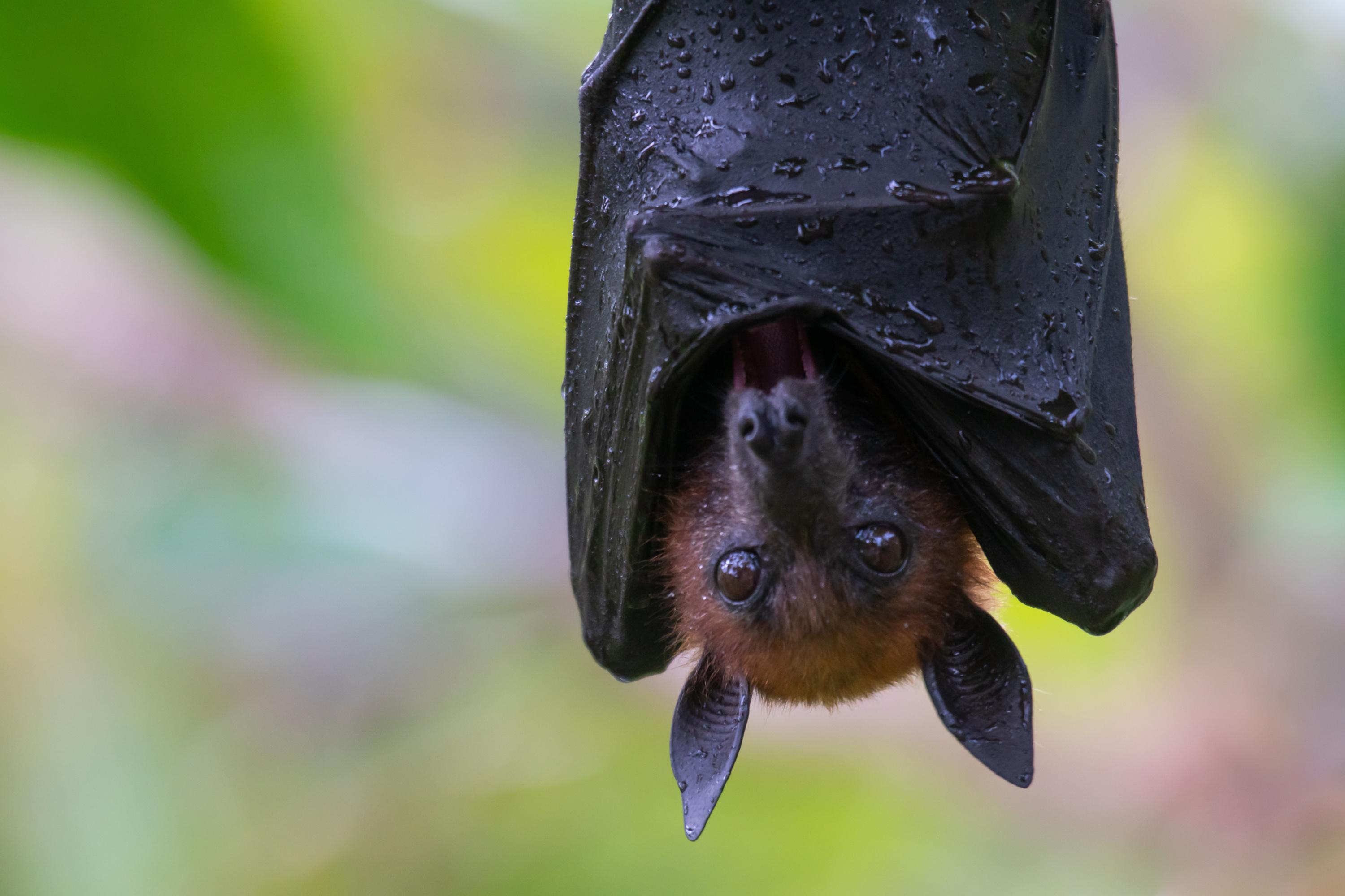 Comment l’arrêt nocturne des éoliennes permet de préserver les chauves-souris