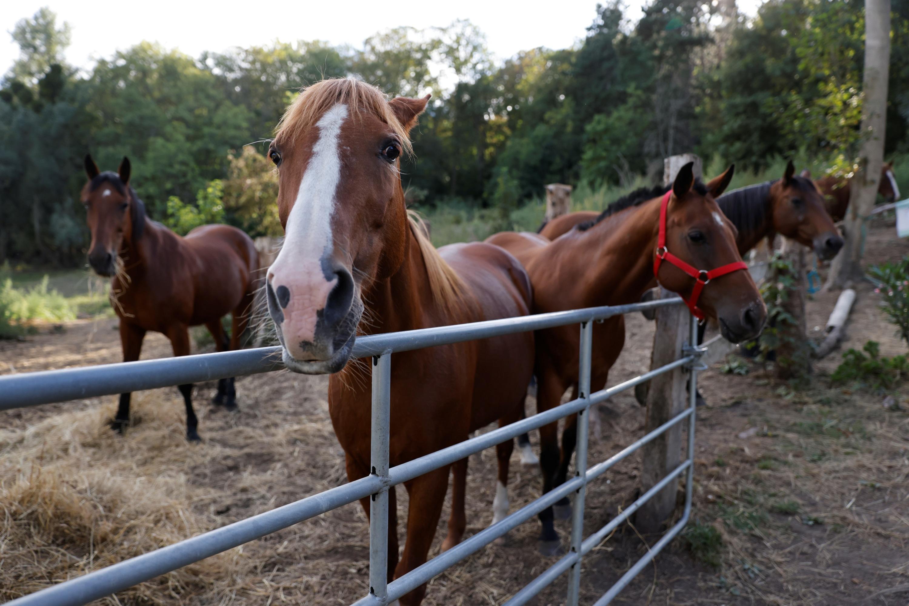 Chevaux Mutiles Pour Les Proprietaires La Tentation De La Vendetta