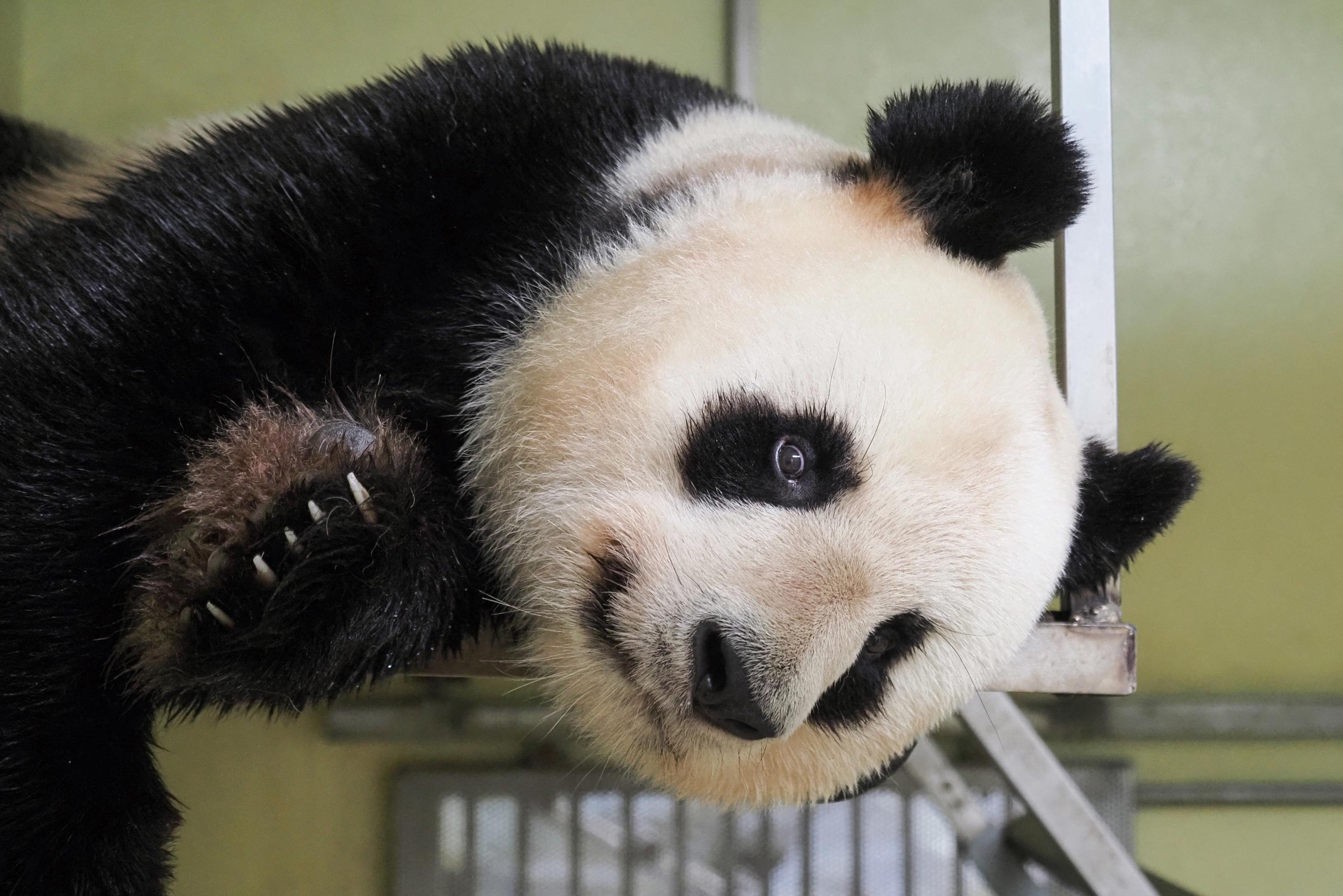 Au Zoo De Beauval Huan Huan Attend Bien Un Nouveau Bebe Panda