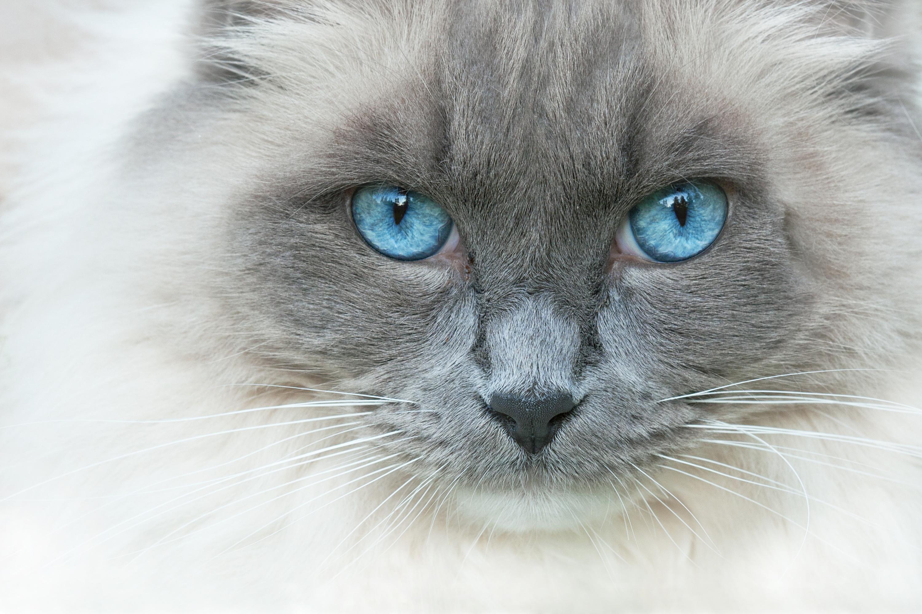 5 Races De Chats Aux Yeux Bleus