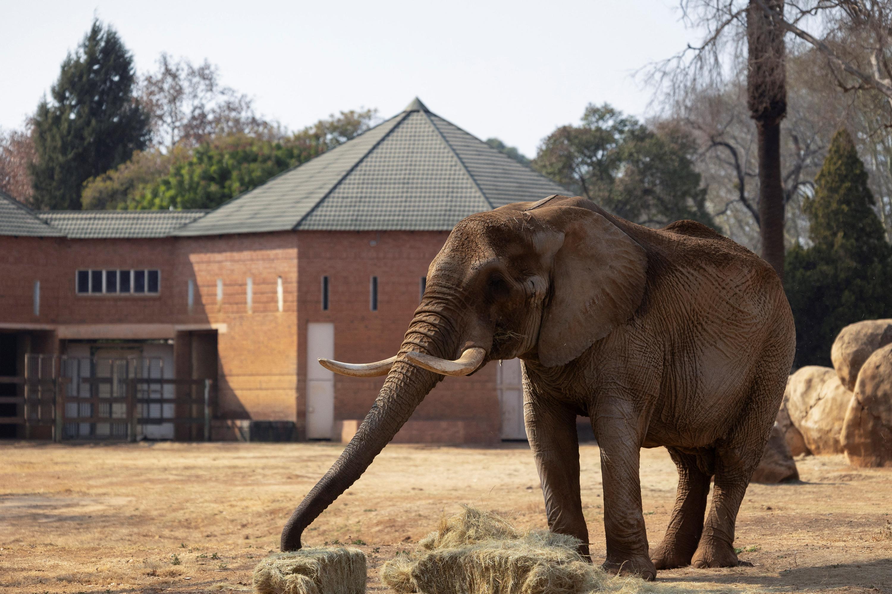 Le zoo national sud-africain libère son dernier éléphant