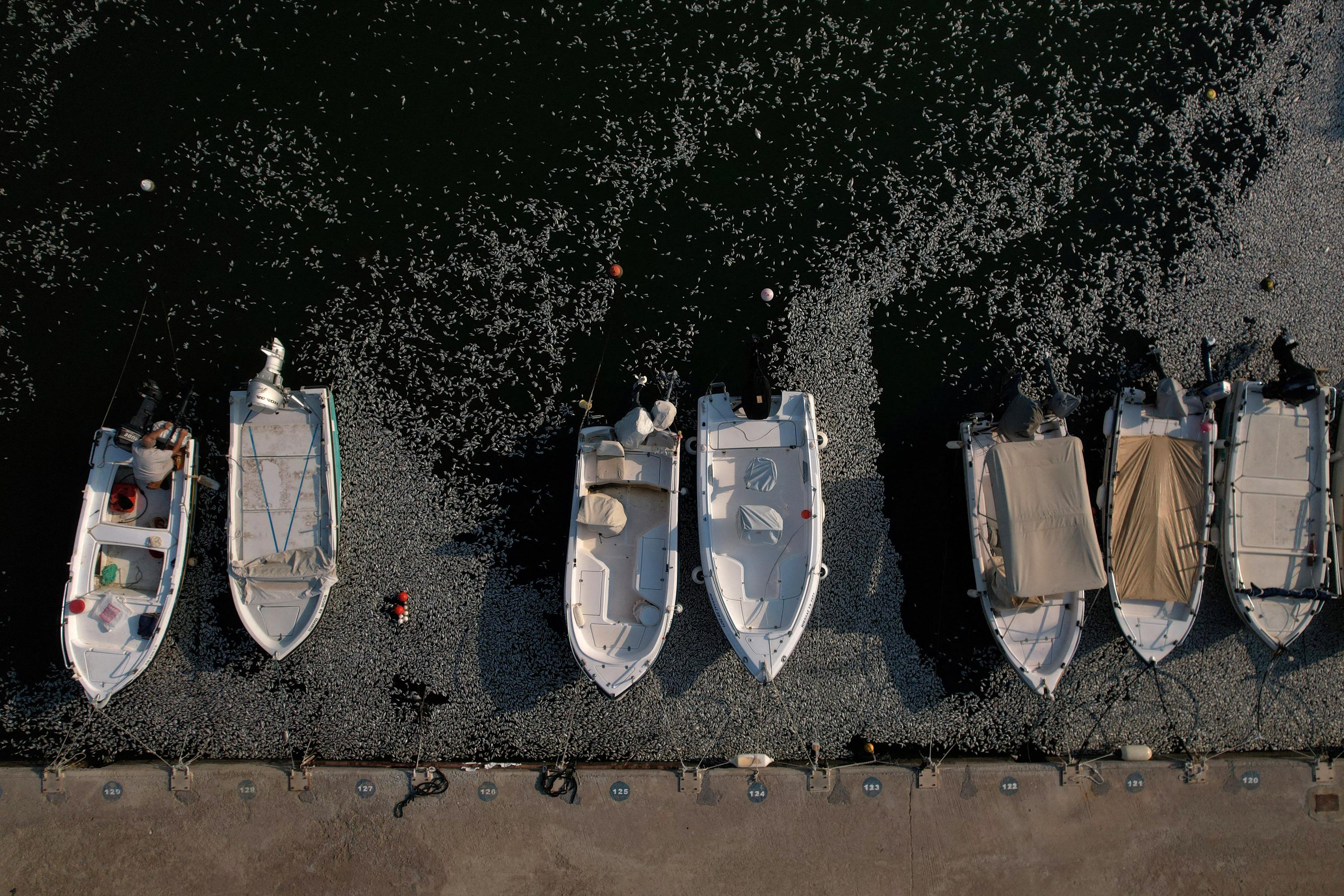 Grèce : le port de Volos envahi par des centaines de milliers de poissons morts