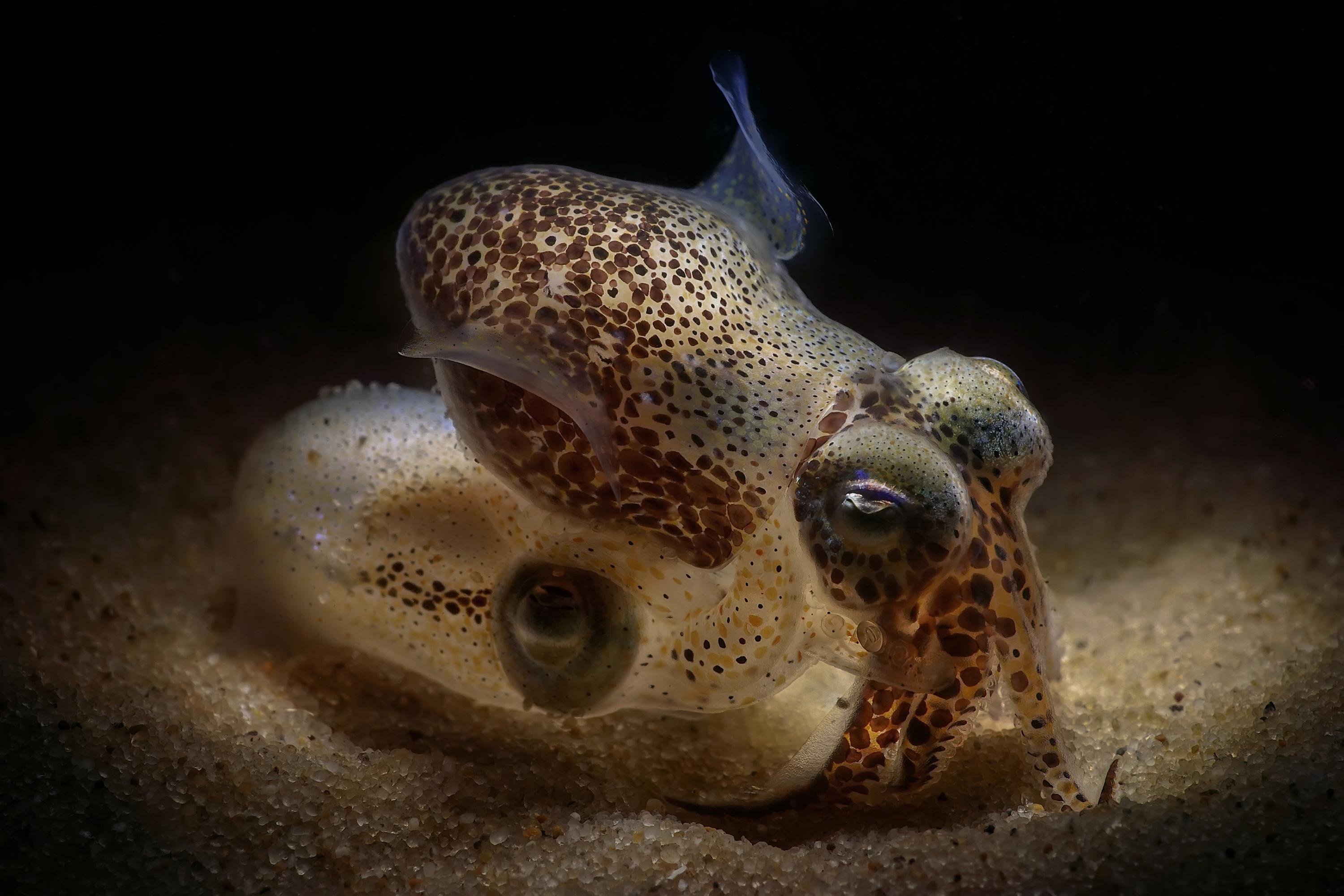 L’écosystème fragile et invisible du bassin d'Arcachon mis à l'honneur dans une expo photo à Bordeaux