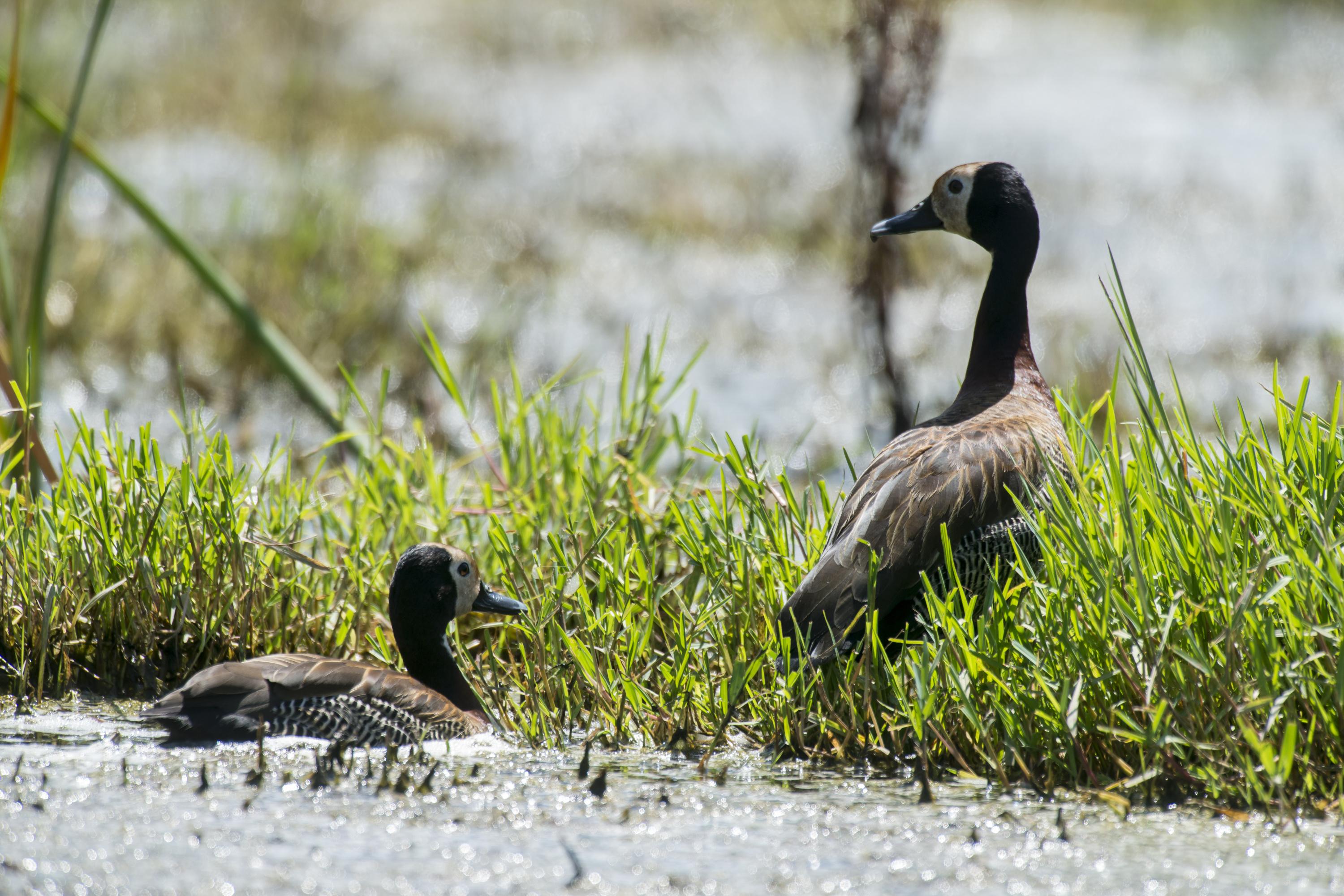 Canards tués pour entraîner des chiens dans la Meuse : enquête ouverte