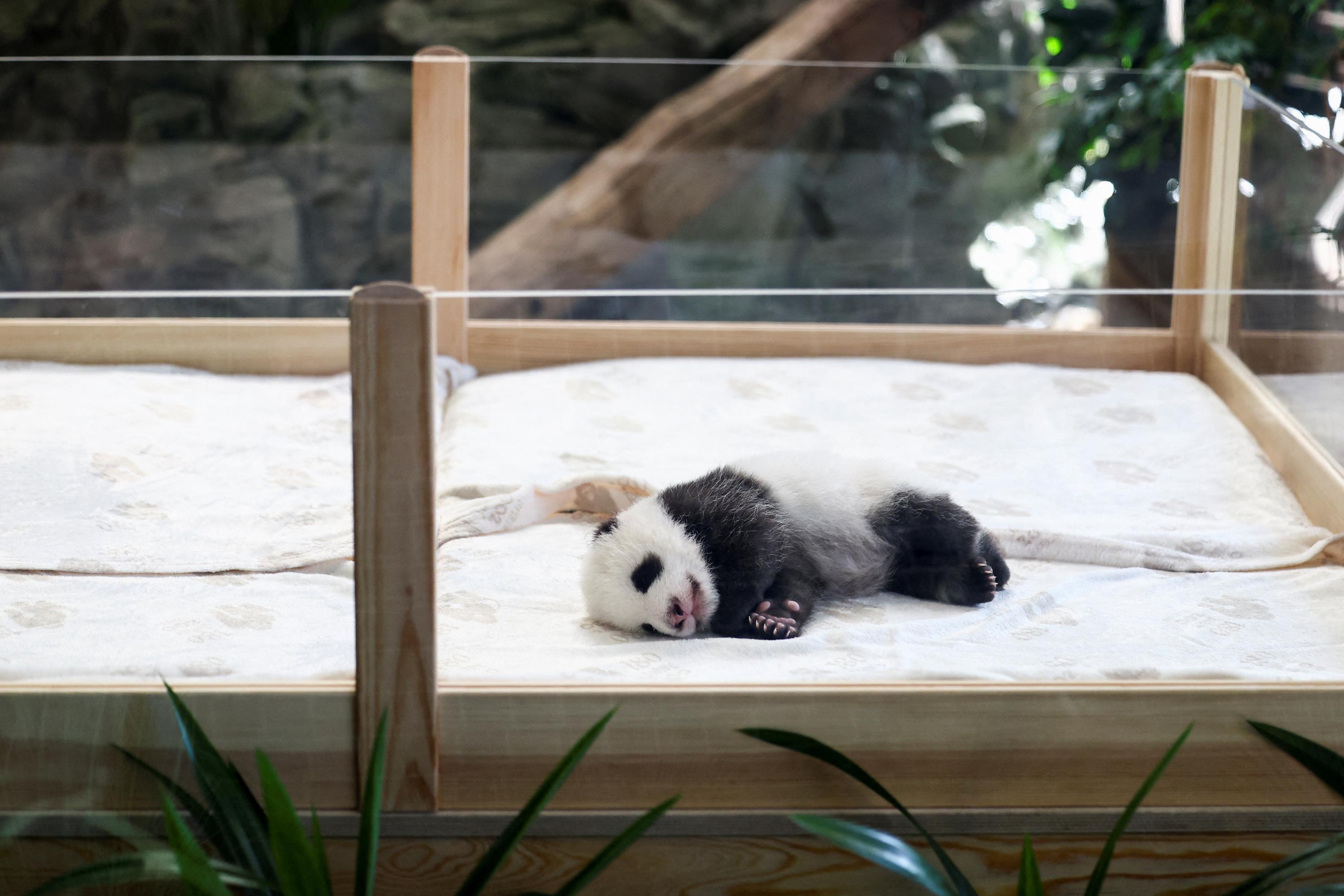 Deux bébés pandas jumeaux entrent en scène au zoo de Berlin