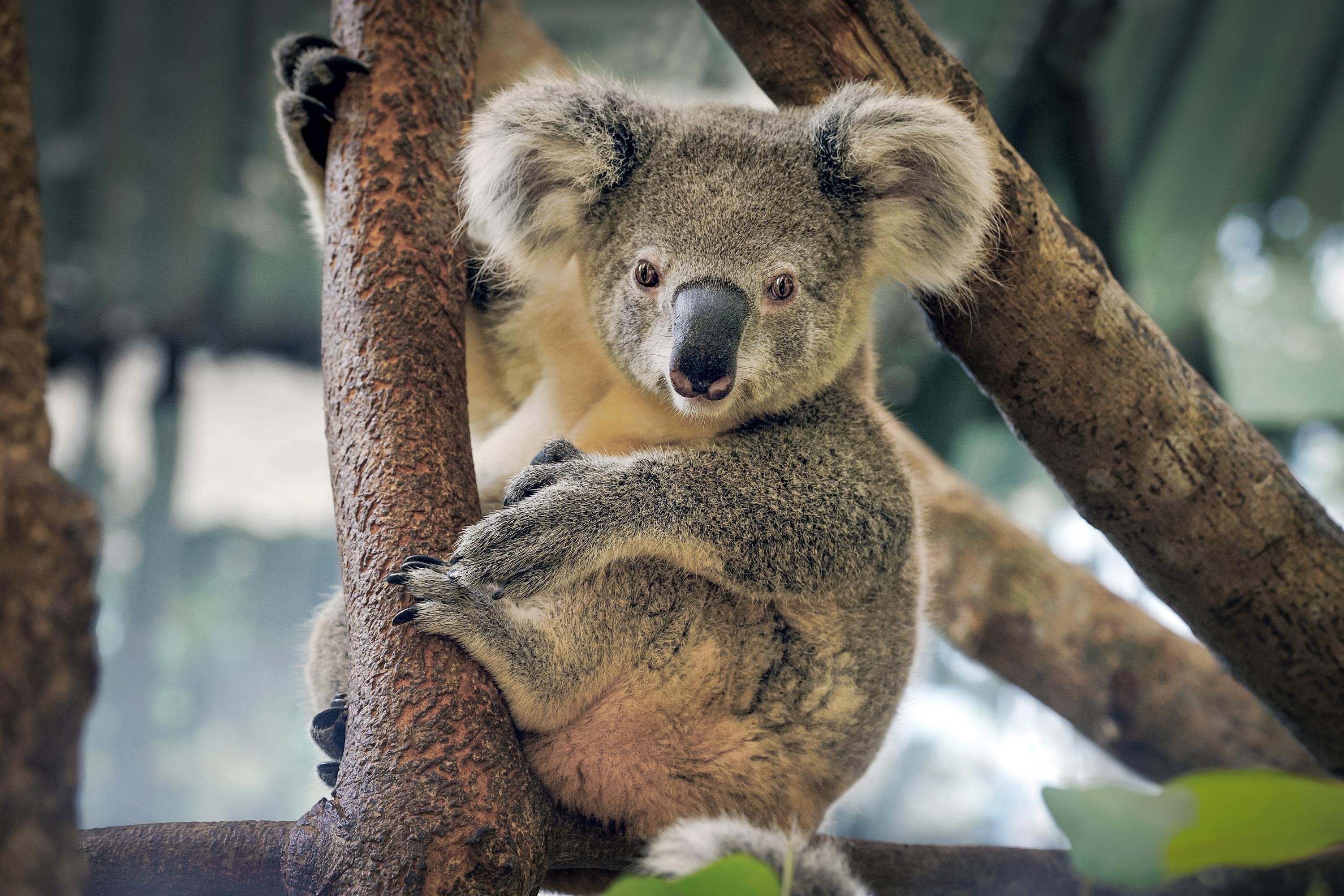 Mais qu’est ce qui tue les koalas d’Australie ?