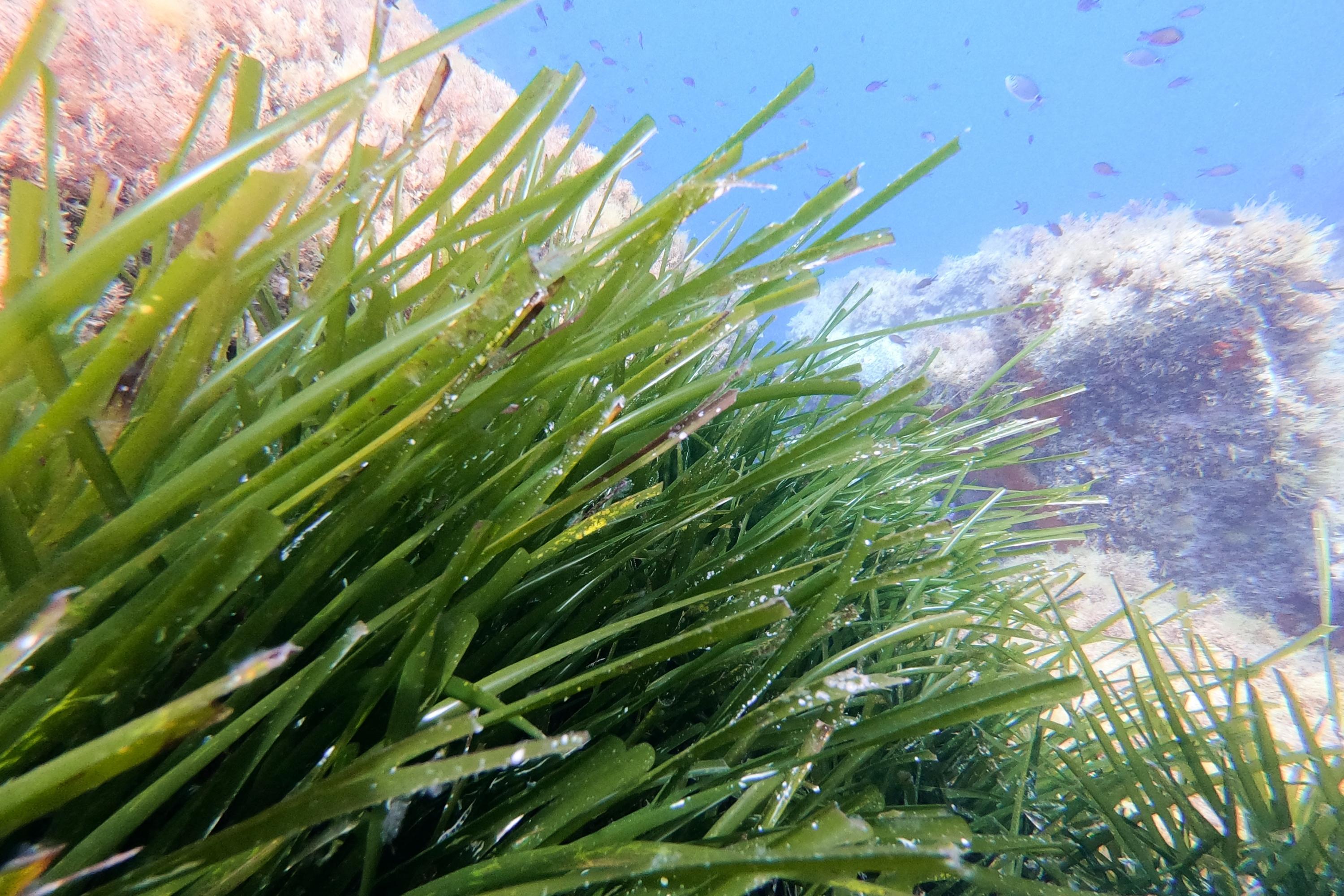 Marseille : la justice française reconnaît le préjudice écologique d'atteinte à l'herbier de posidonie