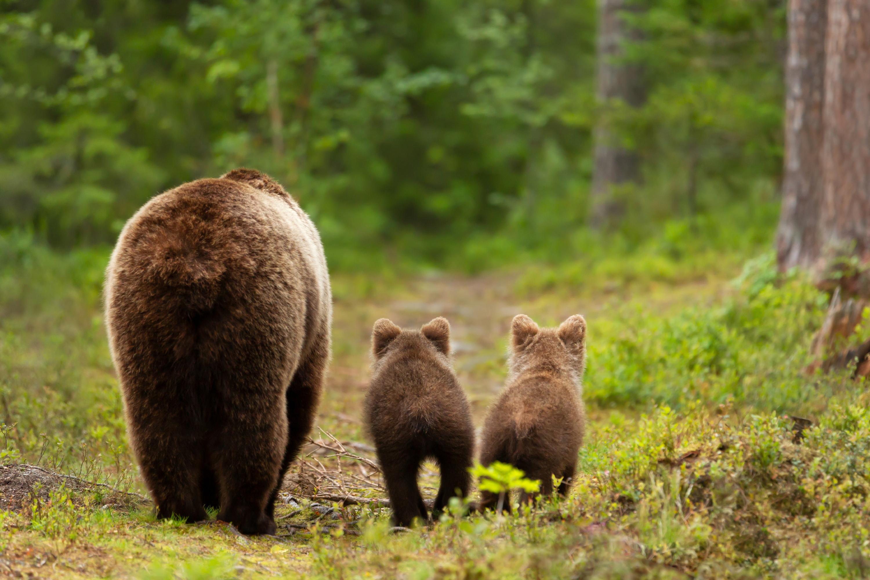 Un ours capturé après avoir blessé un homme dans un supermarché japonais