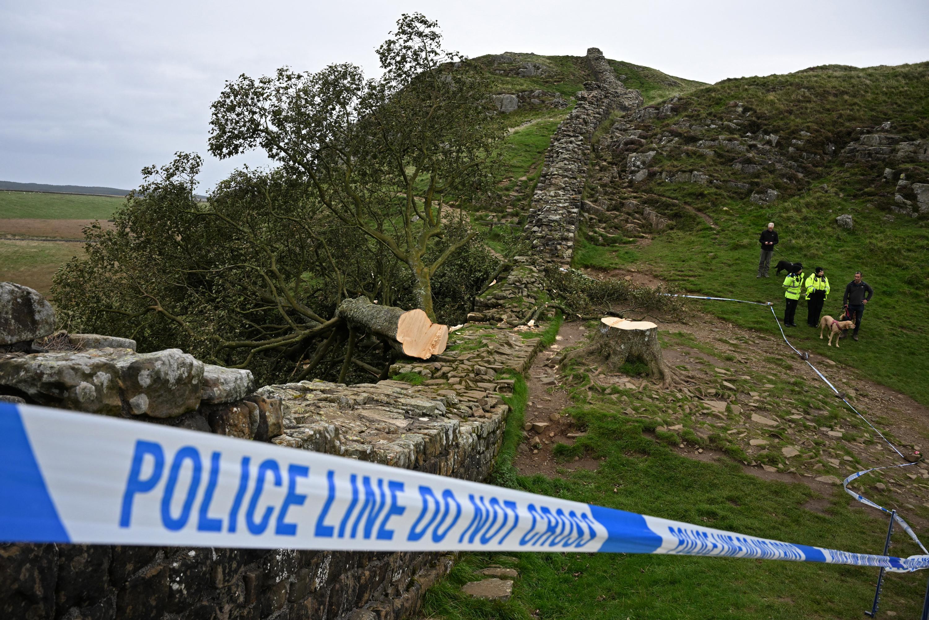 Procès du «Sycamore Gap» : qui a tué l’arbre le plus célèbre d’Angleterre ?